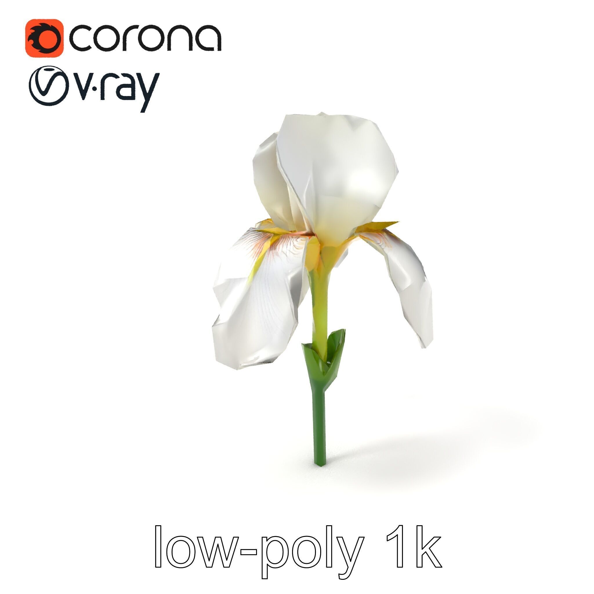 Iris White Flower Detailed Sculpture model pack Low-poly 3D model_4