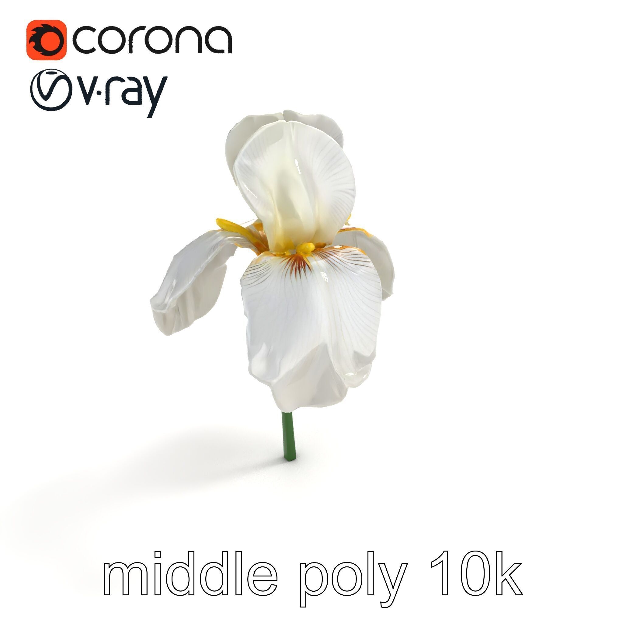 Iris White Flower Detailed Sculpture model pack Low-poly 3D model_7