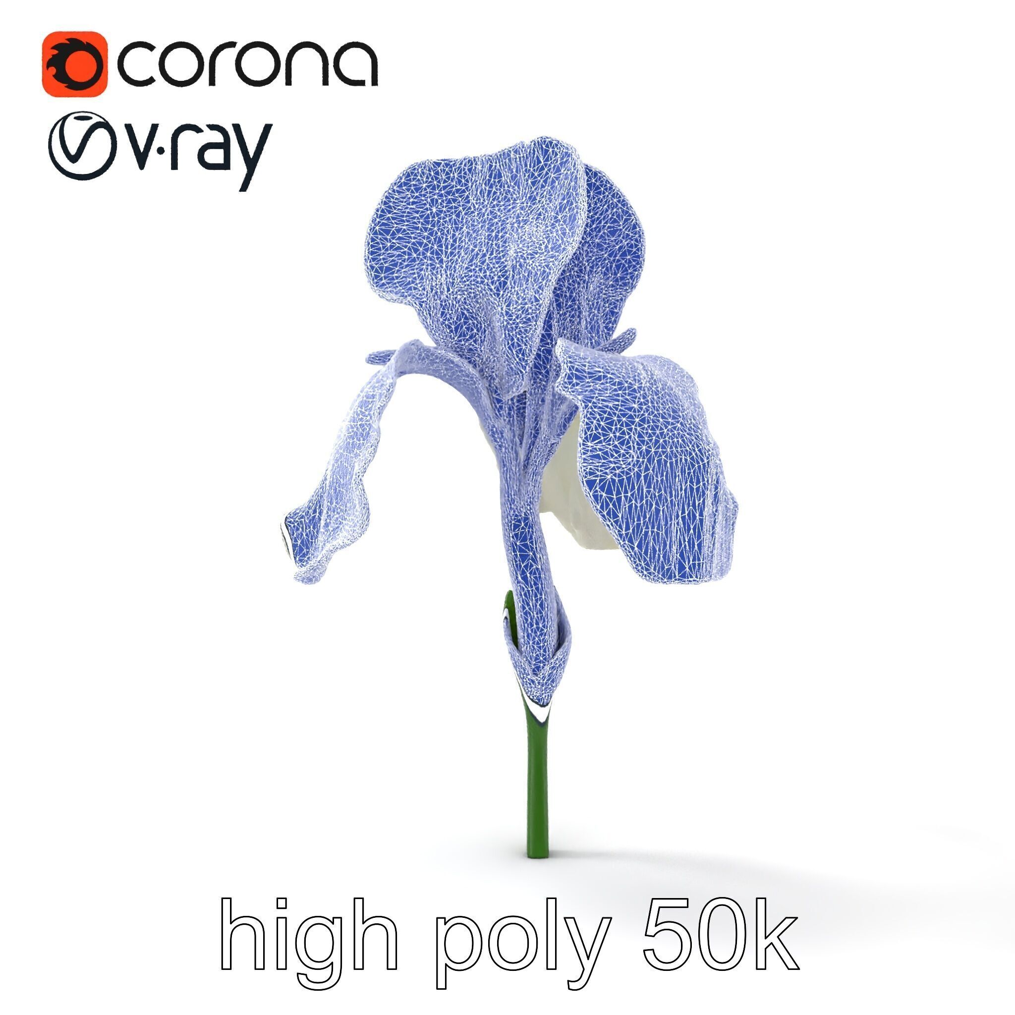 Iris White Flower Detailed Sculpture model pack Low-poly 3D model_23