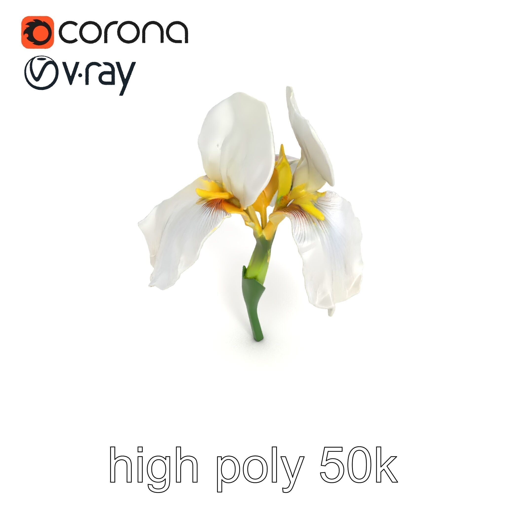 Iris White Flower Detailed Sculpture model pack Low-poly 3D model_15