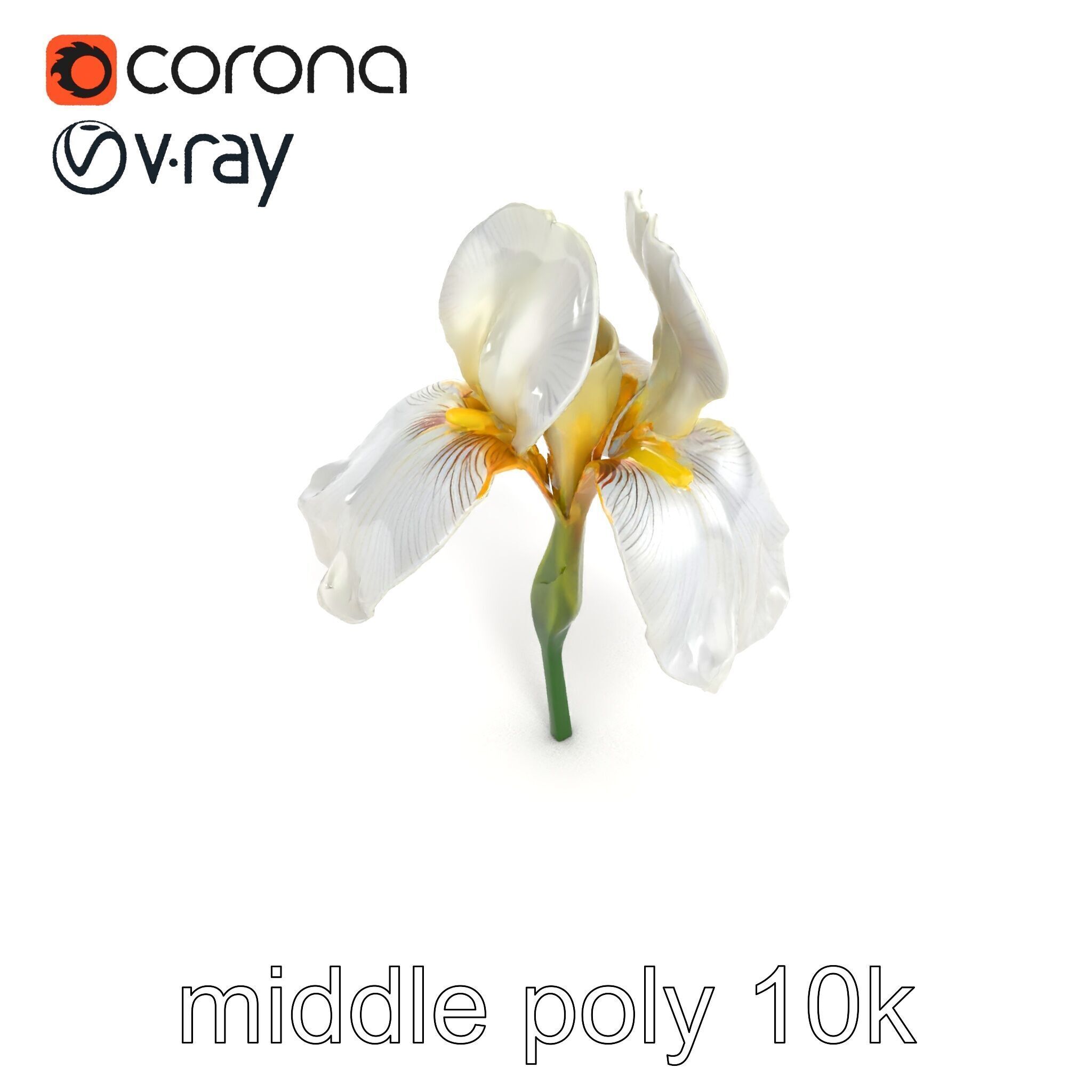 Iris White Flower Detailed Sculpture model pack Low-poly 3D model_17