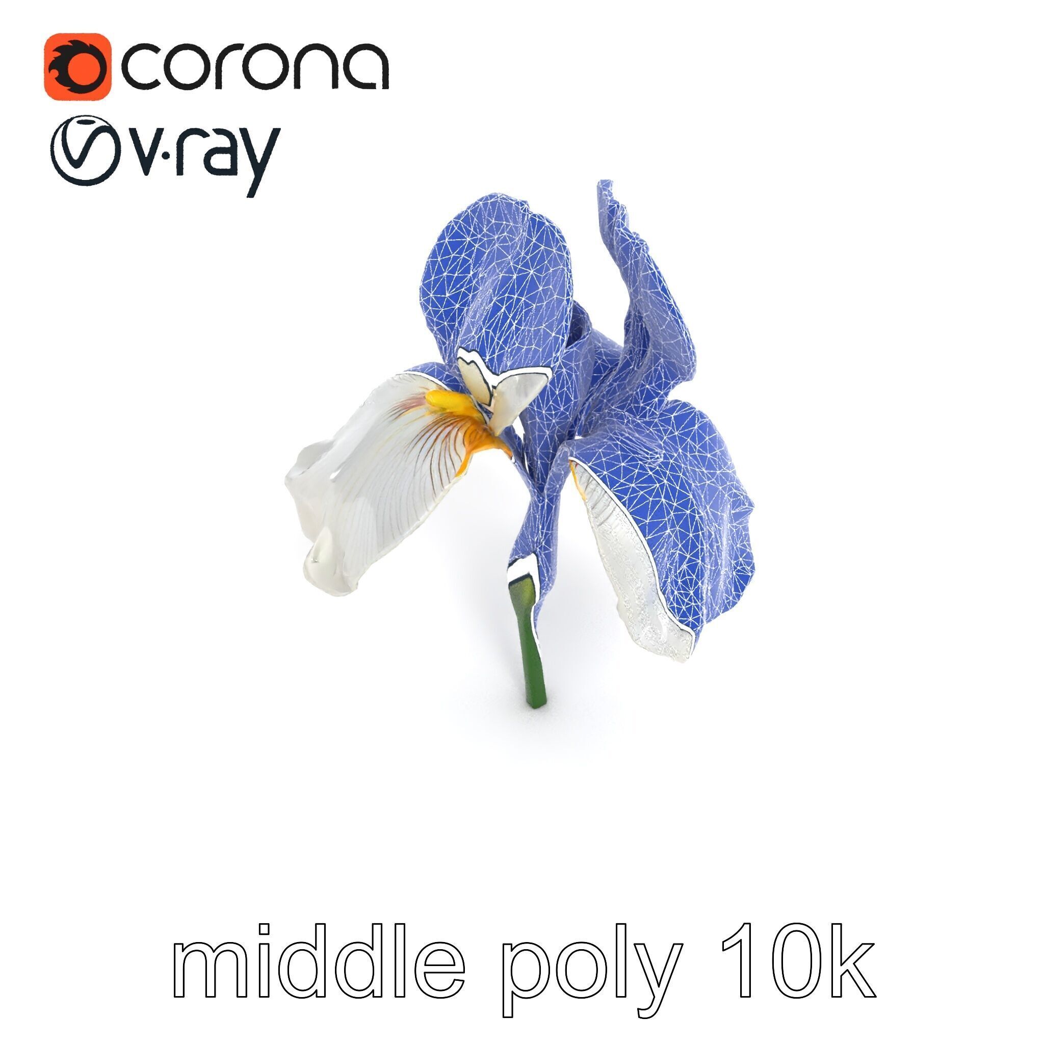 Iris White Flower Detailed Sculpture model pack Low-poly 3D model_12