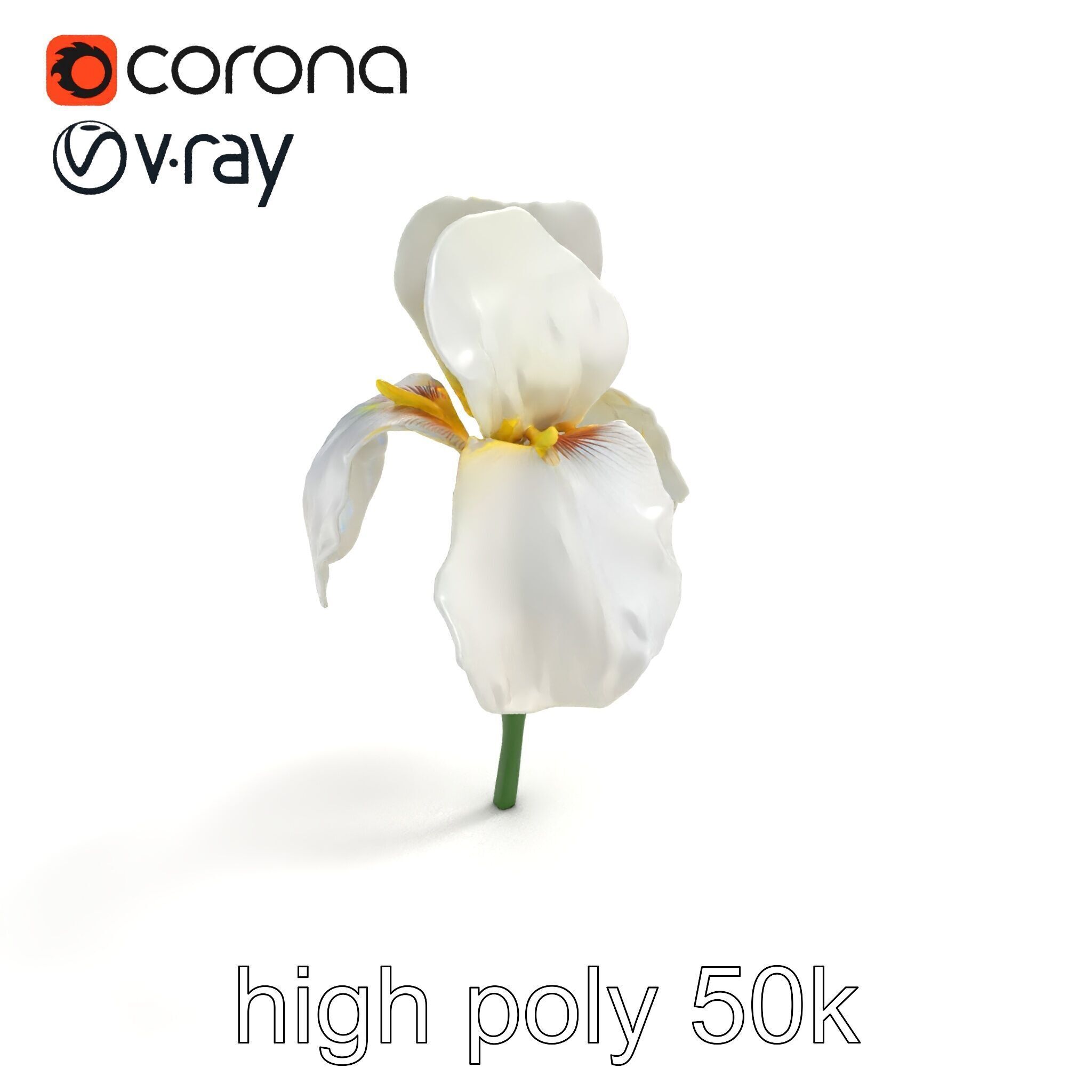 Iris White Flower Detailed Sculpture model pack Low-poly 3D model_9
