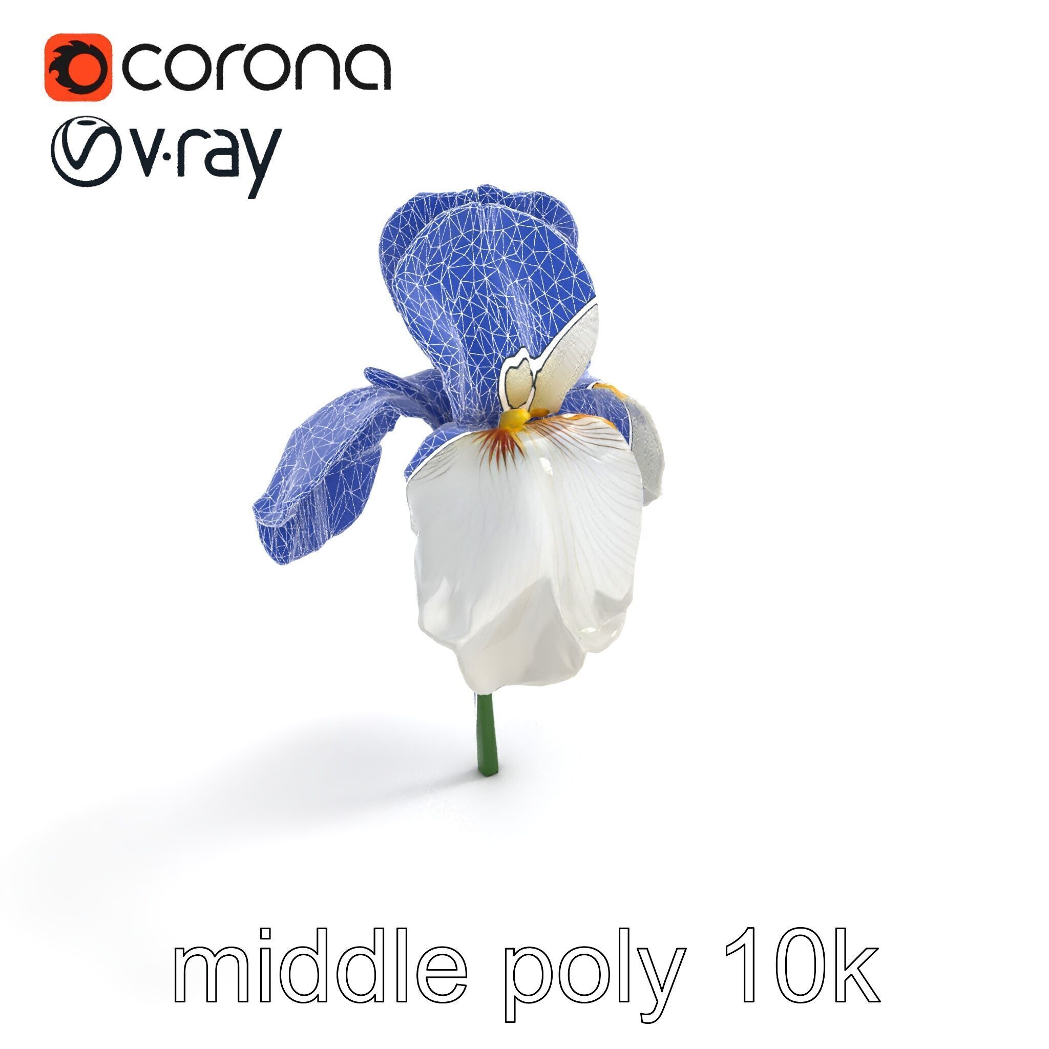 Iris White Flower Detailed Sculpture model pack Low-poly 3D model_10