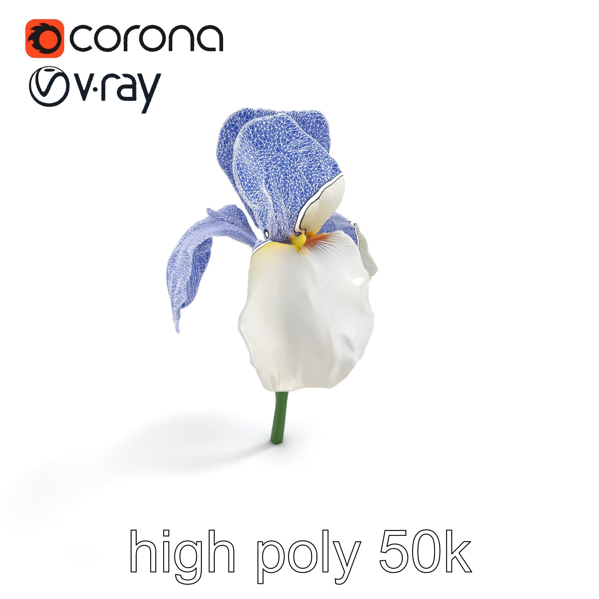 Iris White Flower Detailed Sculpture model pack Low-poly 3D model_11