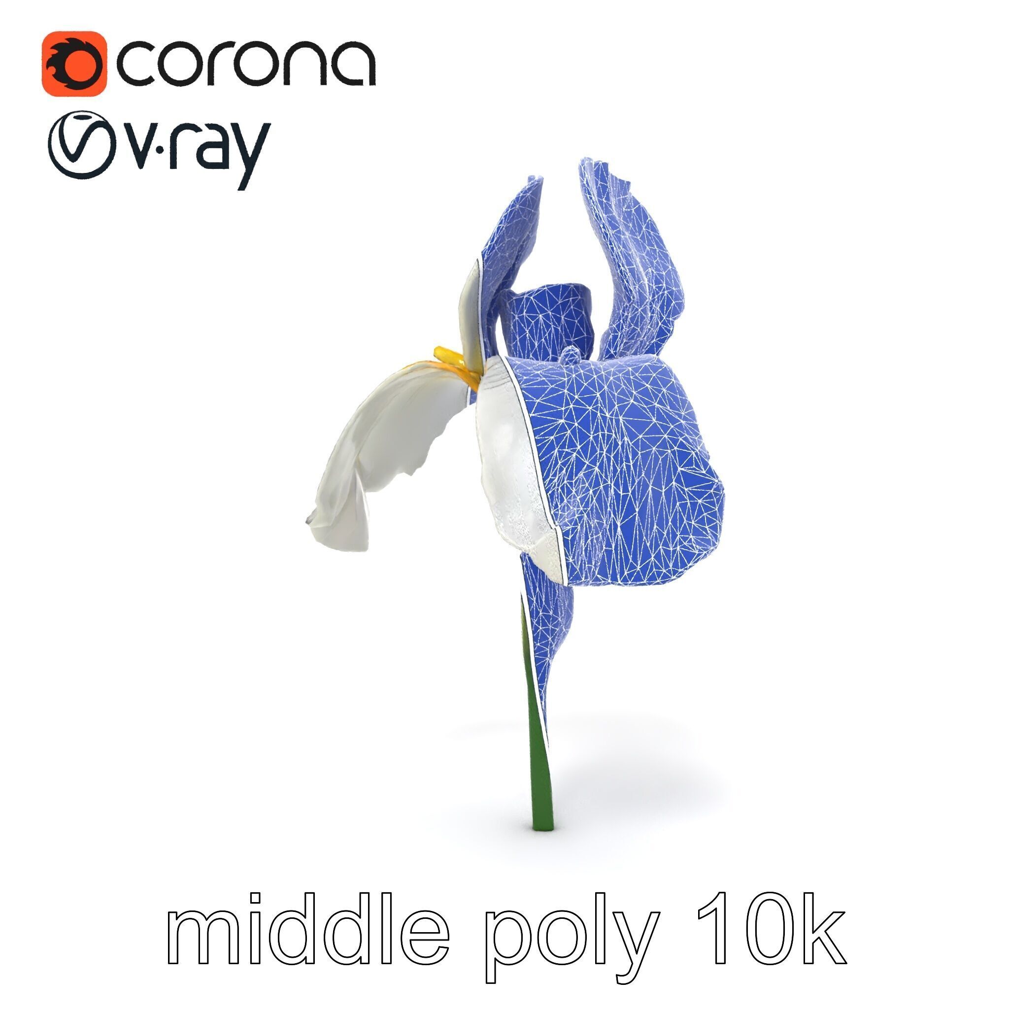Iris White Flower Detailed Sculpture model pack Low-poly 3D model_20