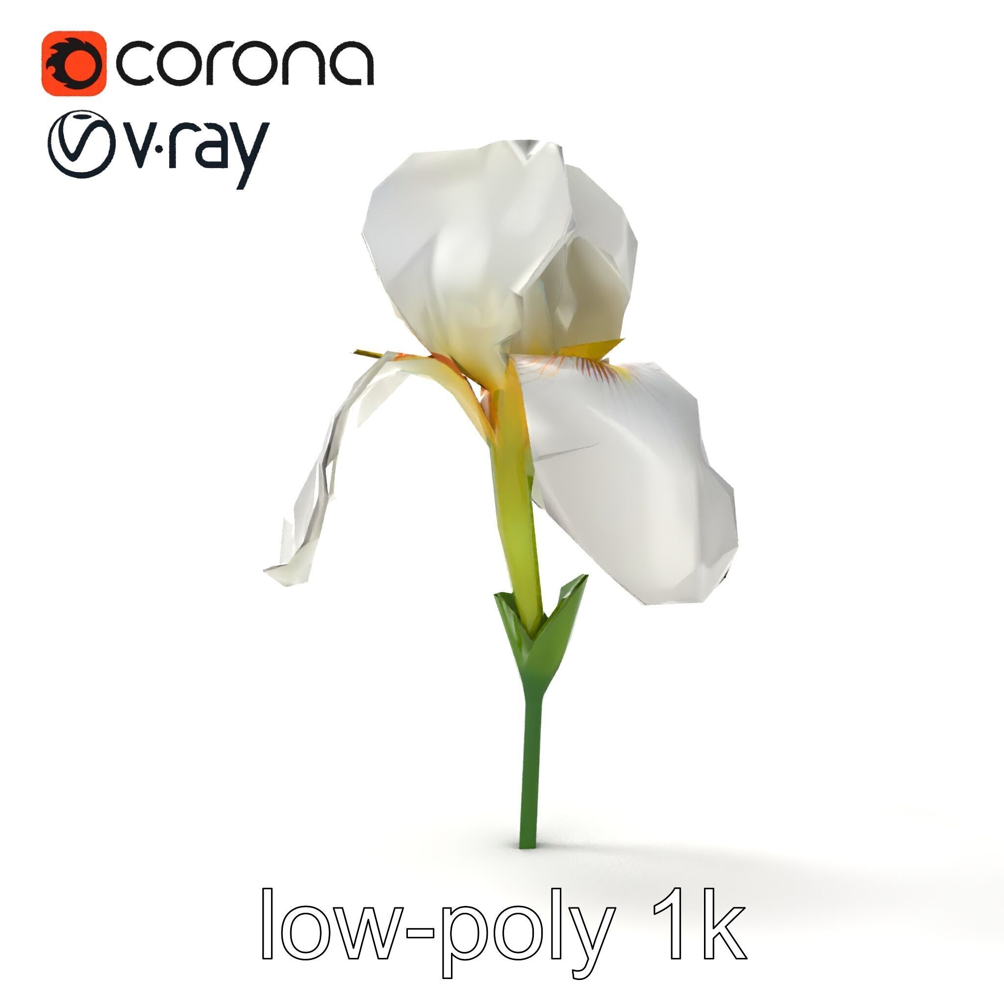 Iris White Flower Detailed Sculpture model pack Low-poly 3D model_21