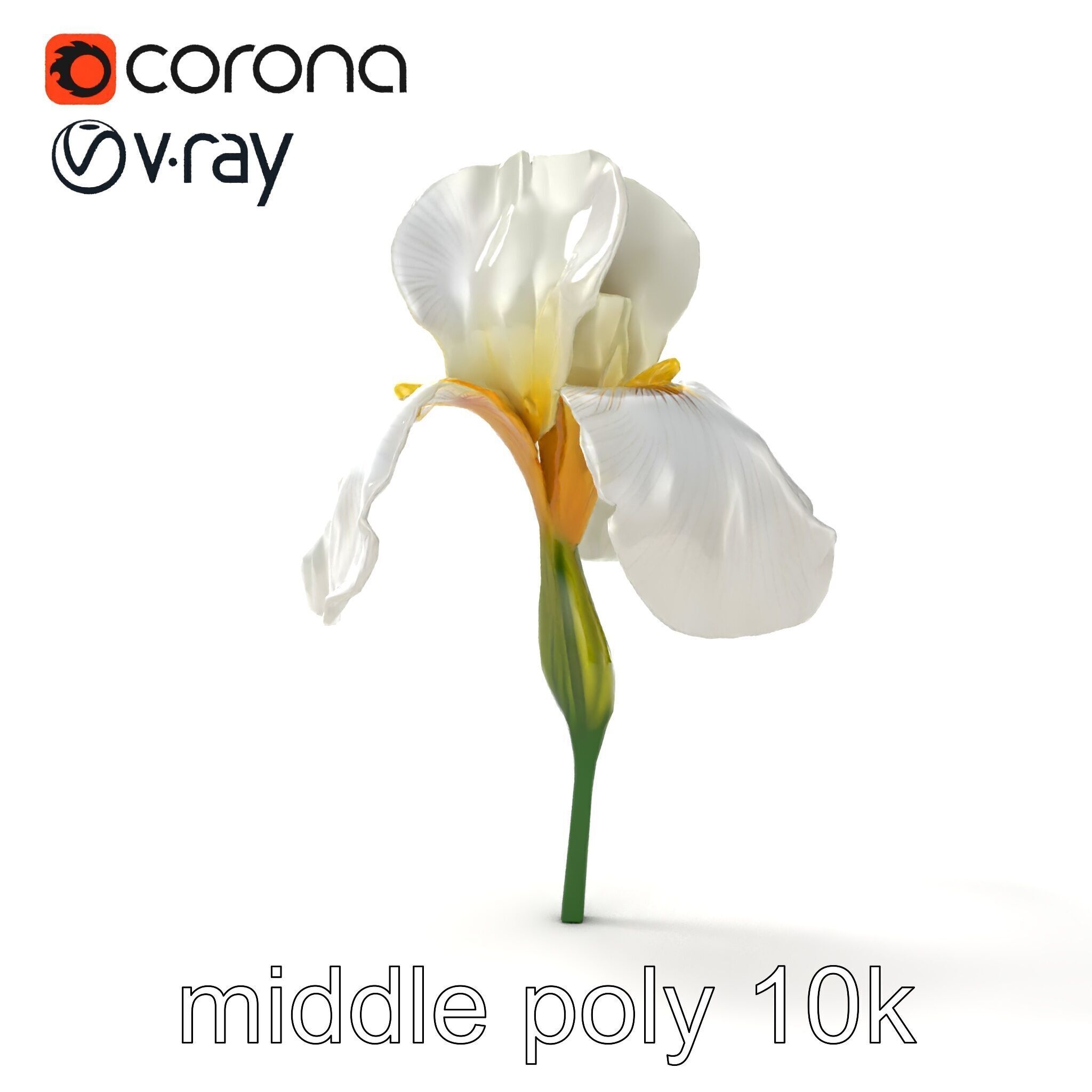 Iris White Flower Detailed Sculpture model pack Low-poly 3D model_28