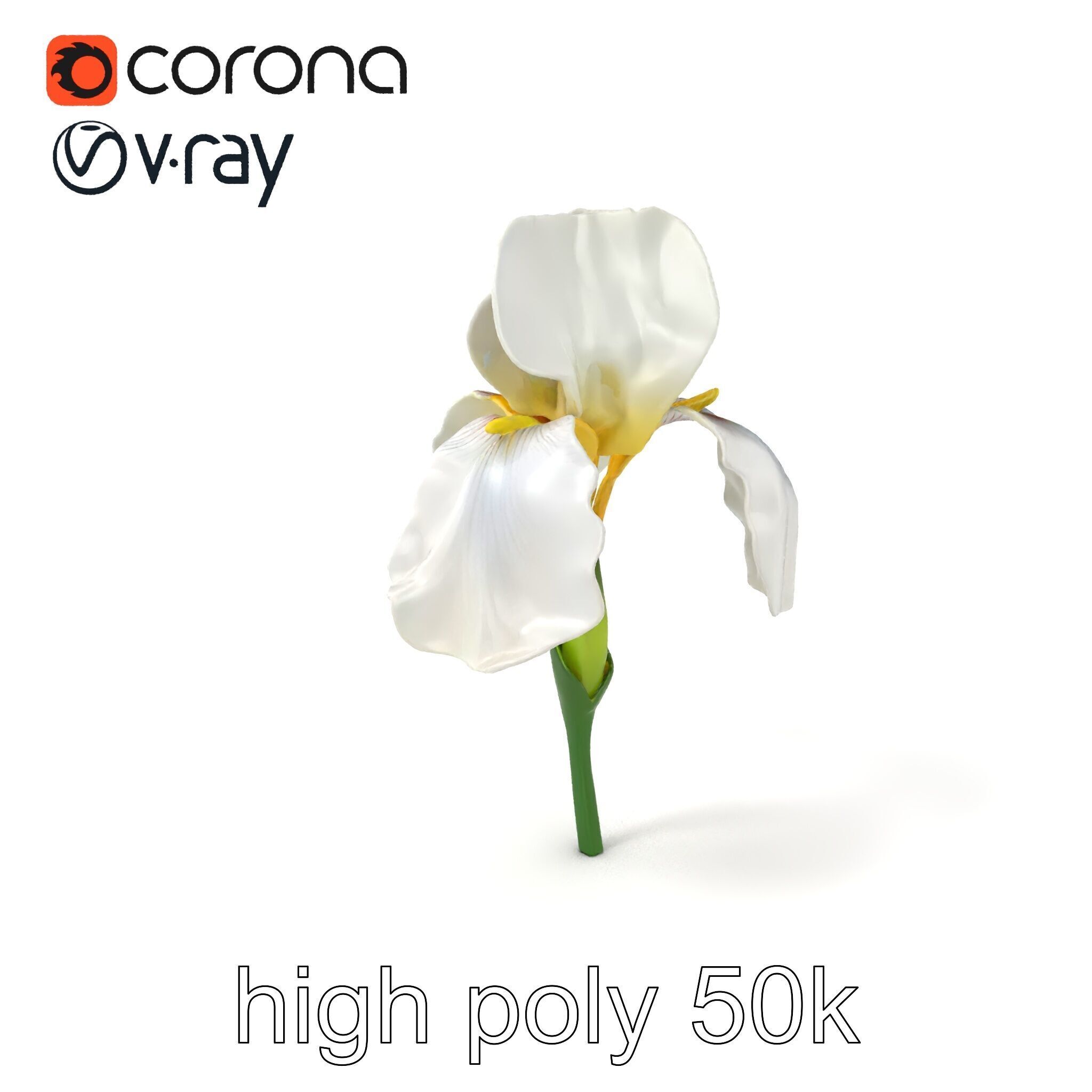 Iris White Flower Detailed Sculpture model pack Low-poly 3D model_2