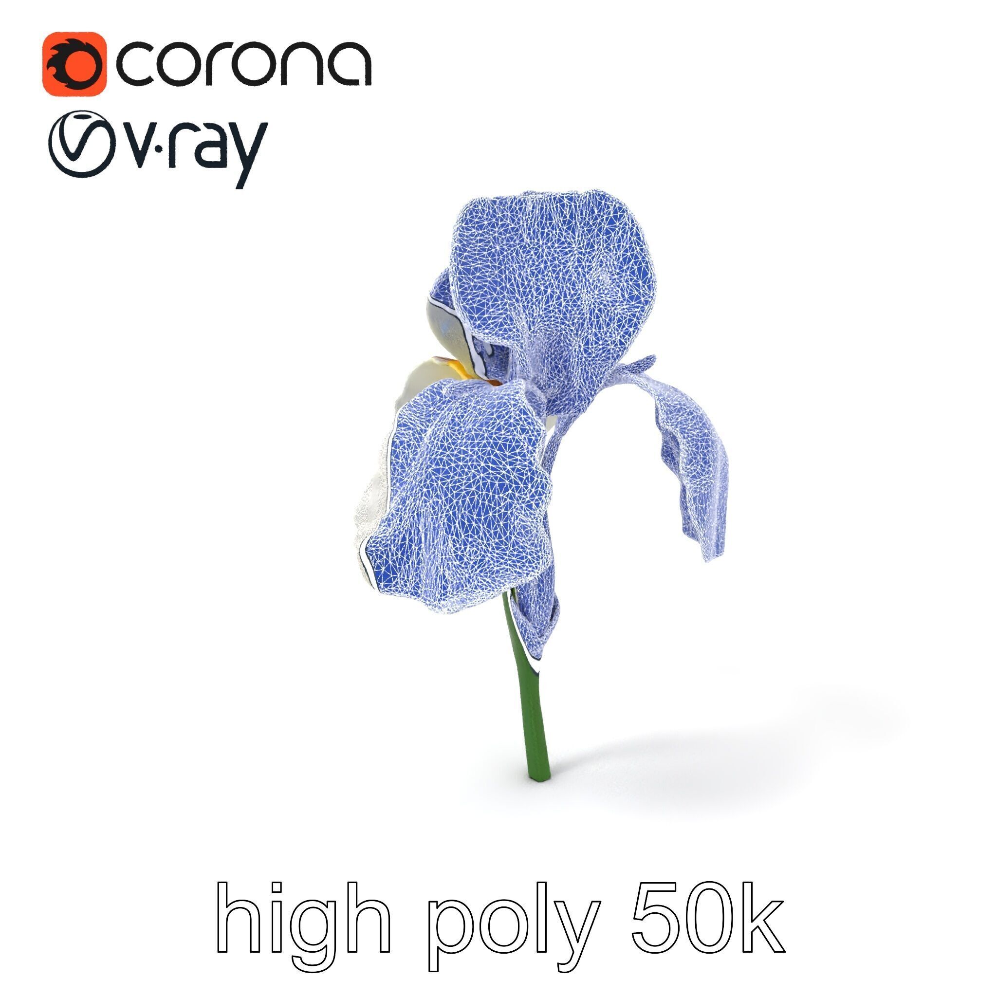 Iris White Flower Detailed Sculpture model pack Low-poly 3D model_1