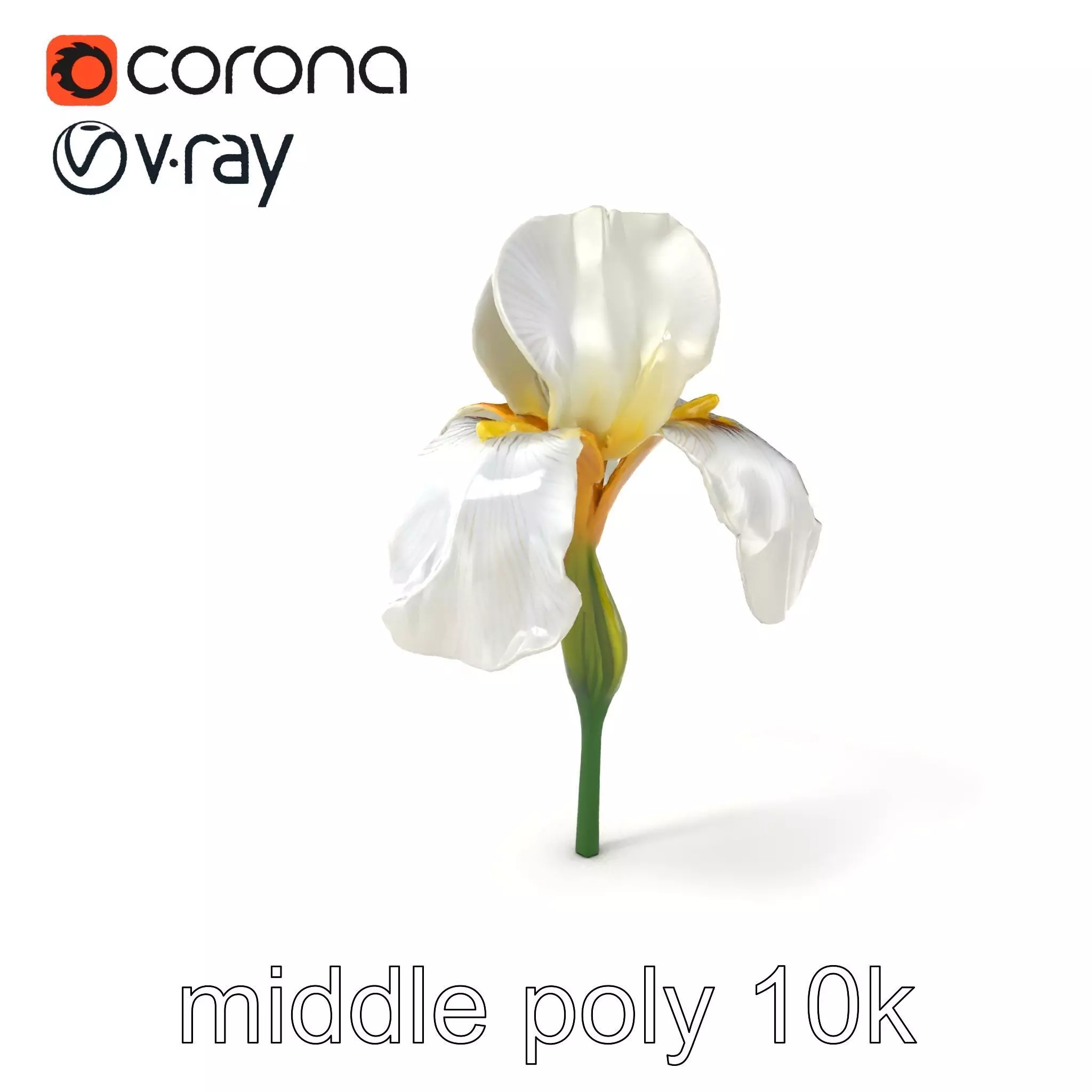 Iris White Flower Detailed Sculpture model pack Low-poly 3D model_0