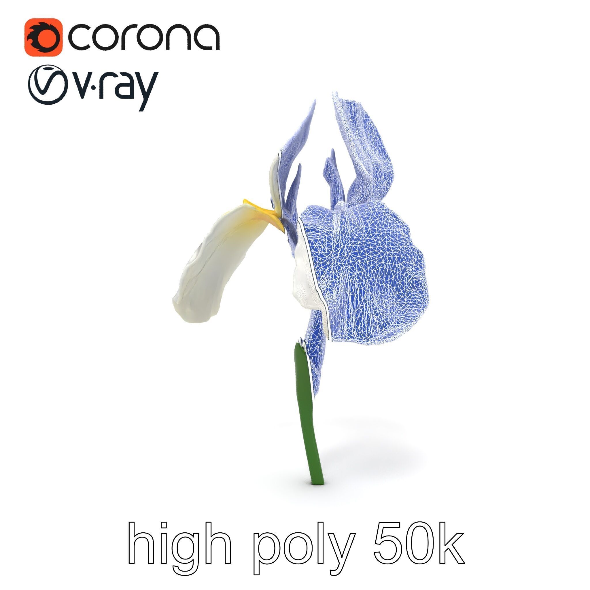 Iris White Flower Detailed Sculpture model pack Low-poly 3D model_24