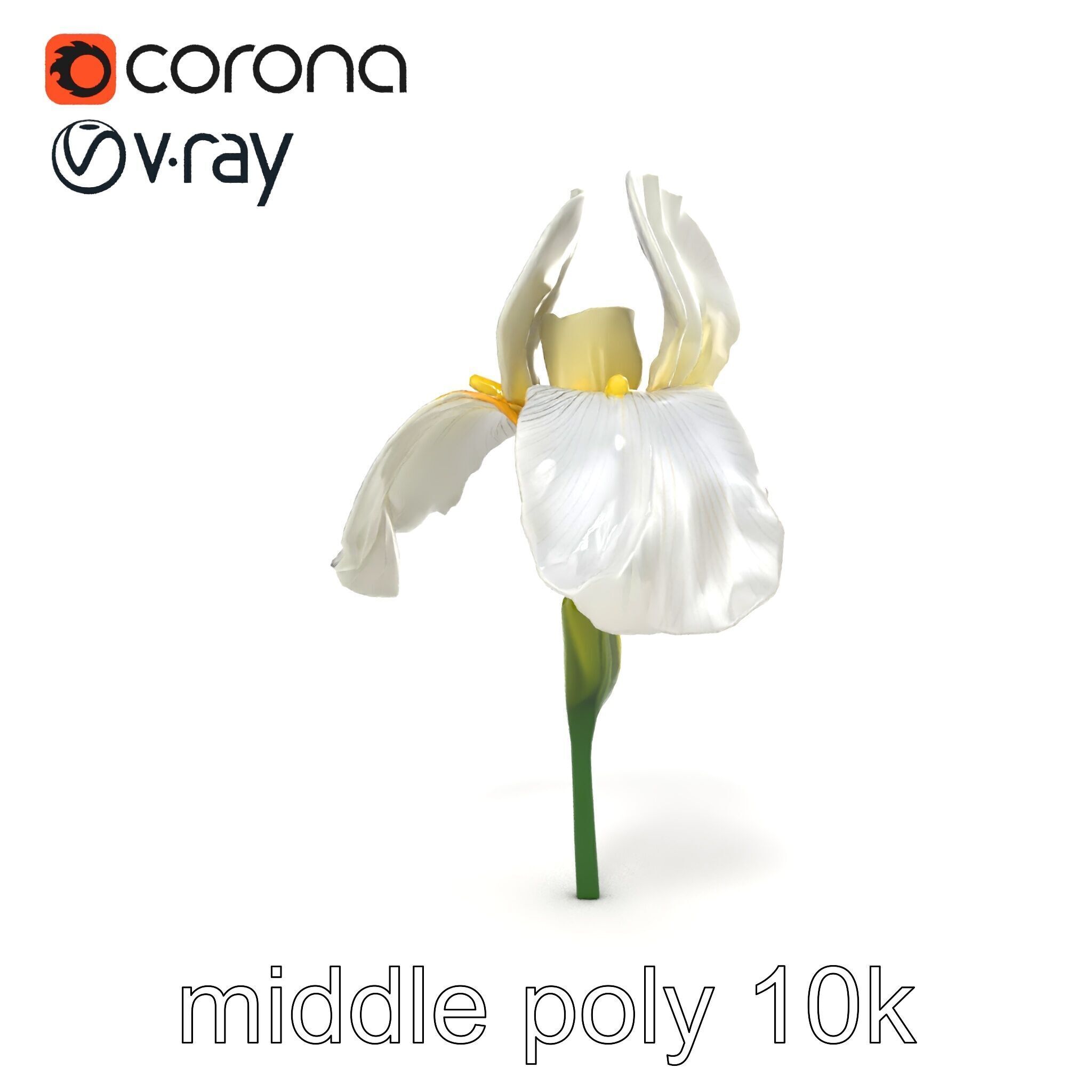 Iris White Flower Detailed Sculpture model pack Low-poly 3D model_25