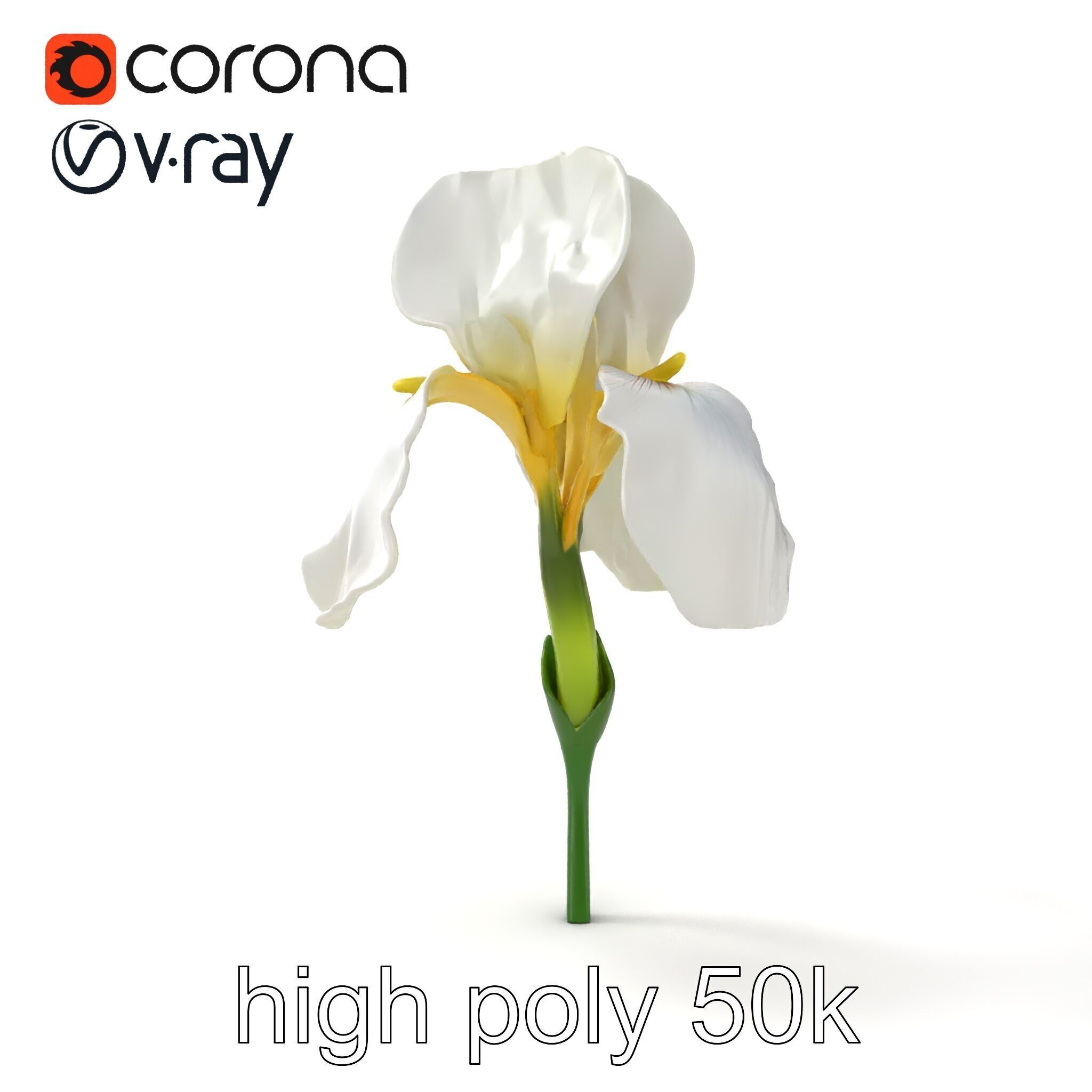 Iris White Flower Detailed Sculpture model pack Low-poly 3D model_13