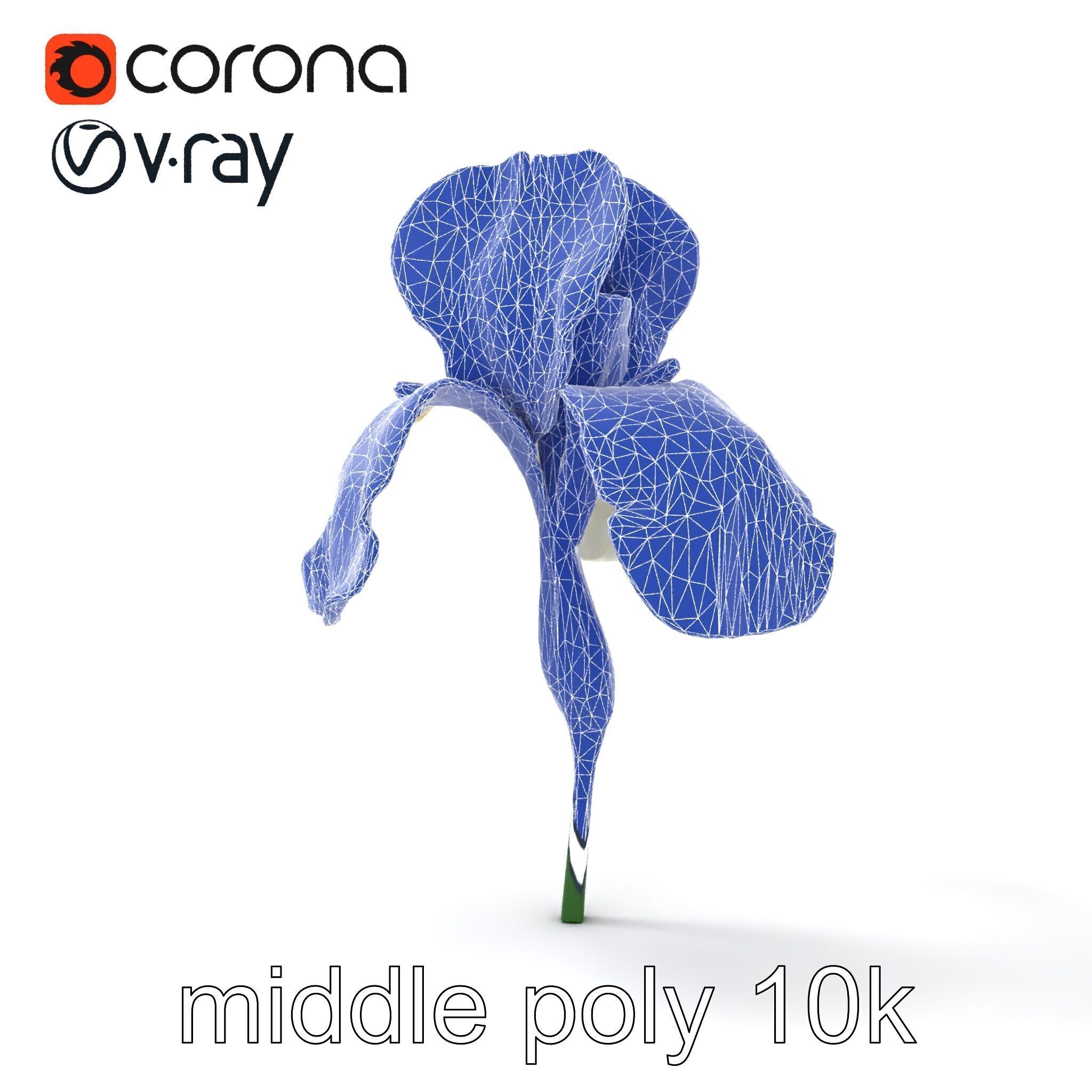 Iris White Flower Detailed Sculpture model pack Low-poly 3D model_30