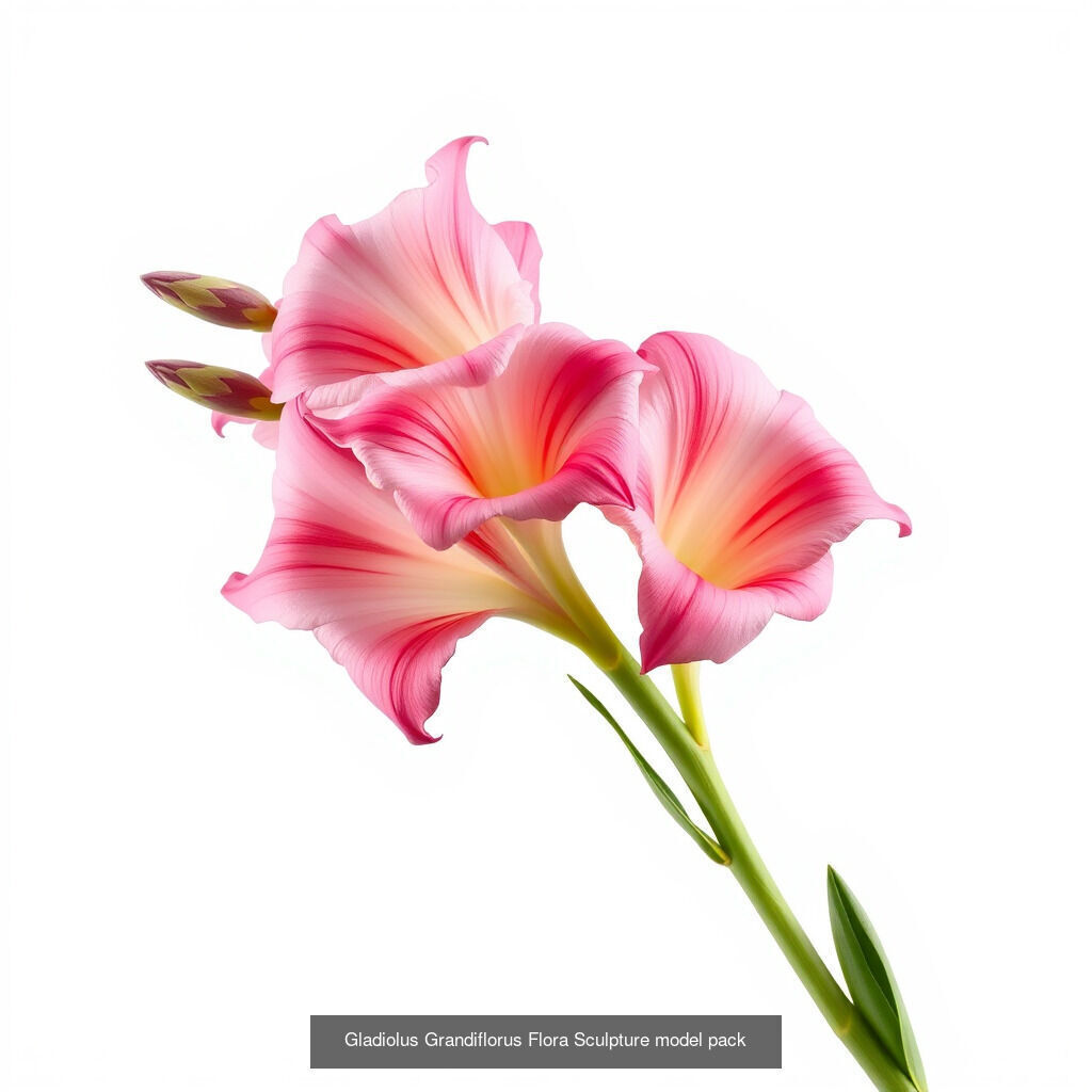 Gladiolus Blooms Collection _11