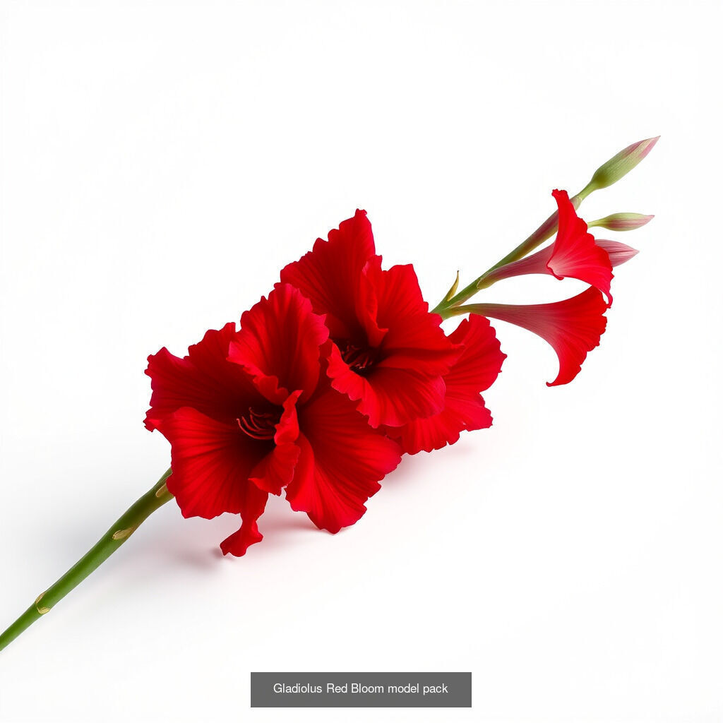 Gladiolus Blooms Collection _7