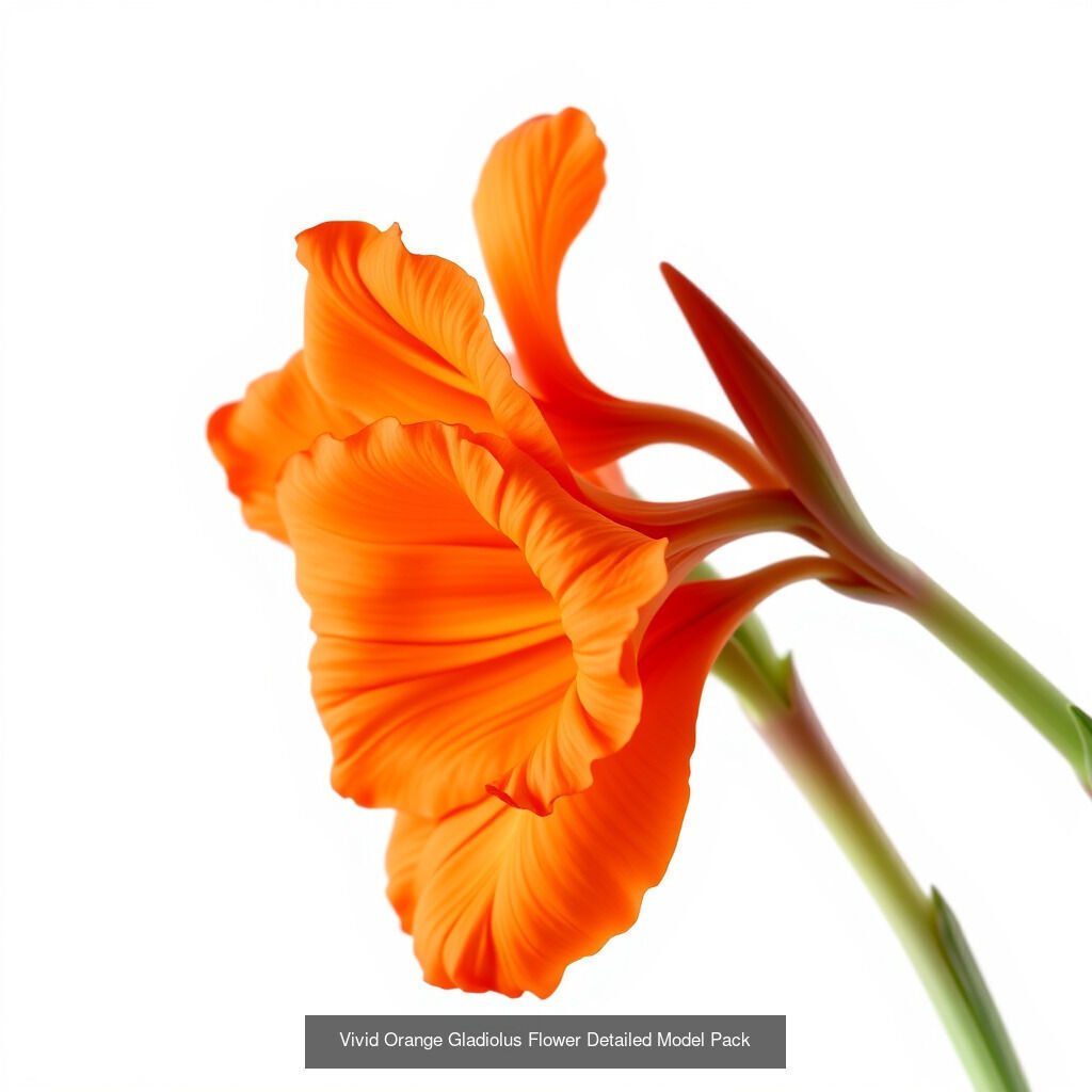 Gladiolus Blooms Collection _10