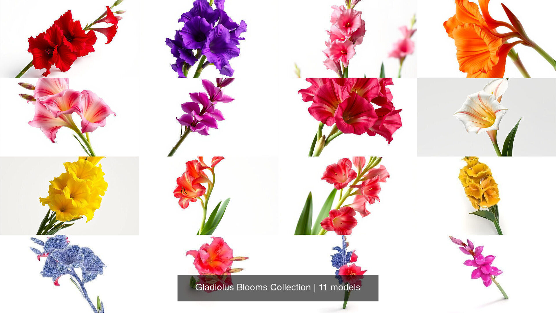 Gladiolus Blooms Collection _9