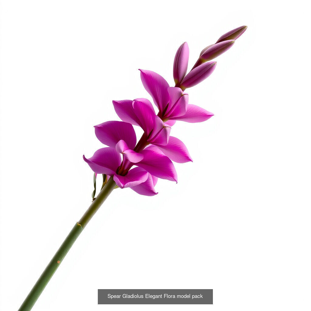 Gladiolus Blooms Collection _12