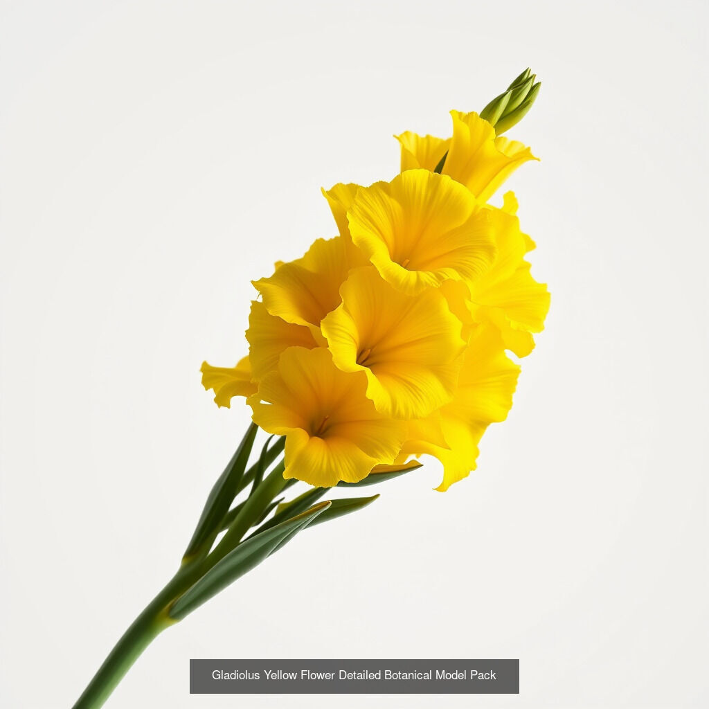 Gladiolus Blooms Collection _15