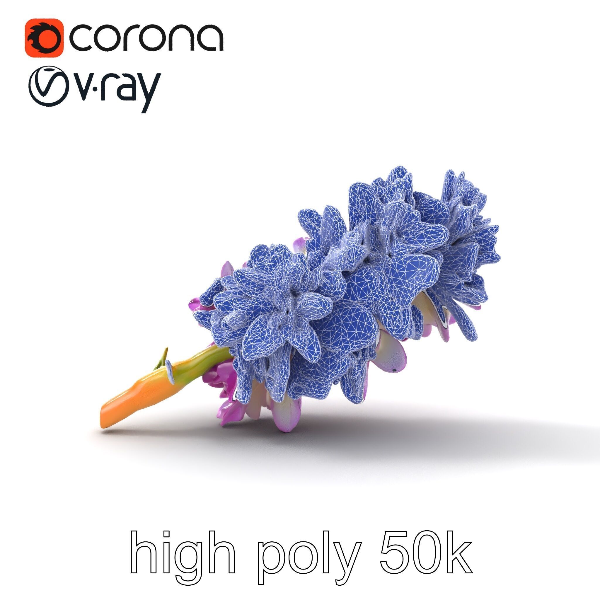 Bicolor Hyacinth Flower Gradient Petal model pack Low-poly 3D model_16