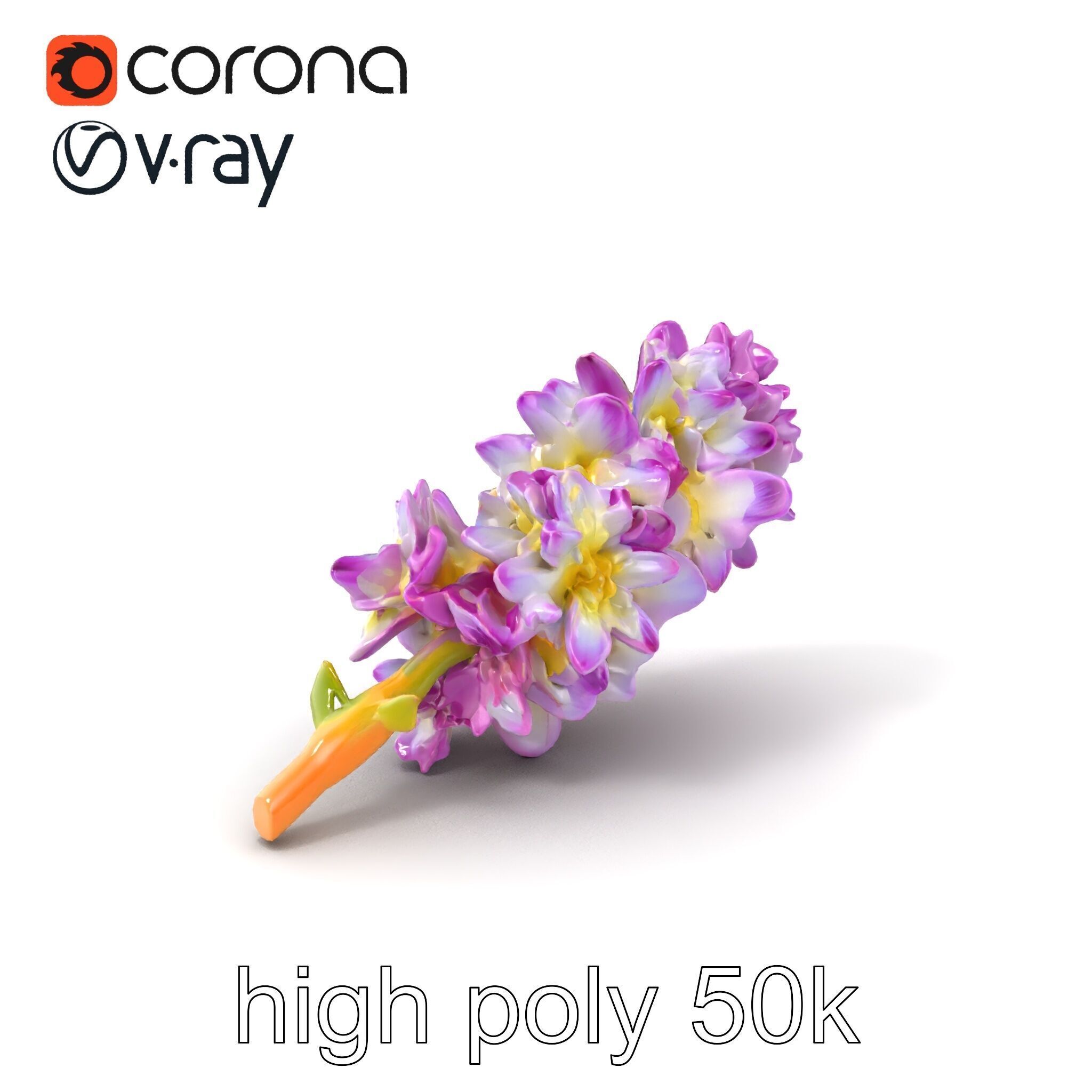 Bicolor Hyacinth Flower Gradient Petal model pack Low-poly 3D model_2