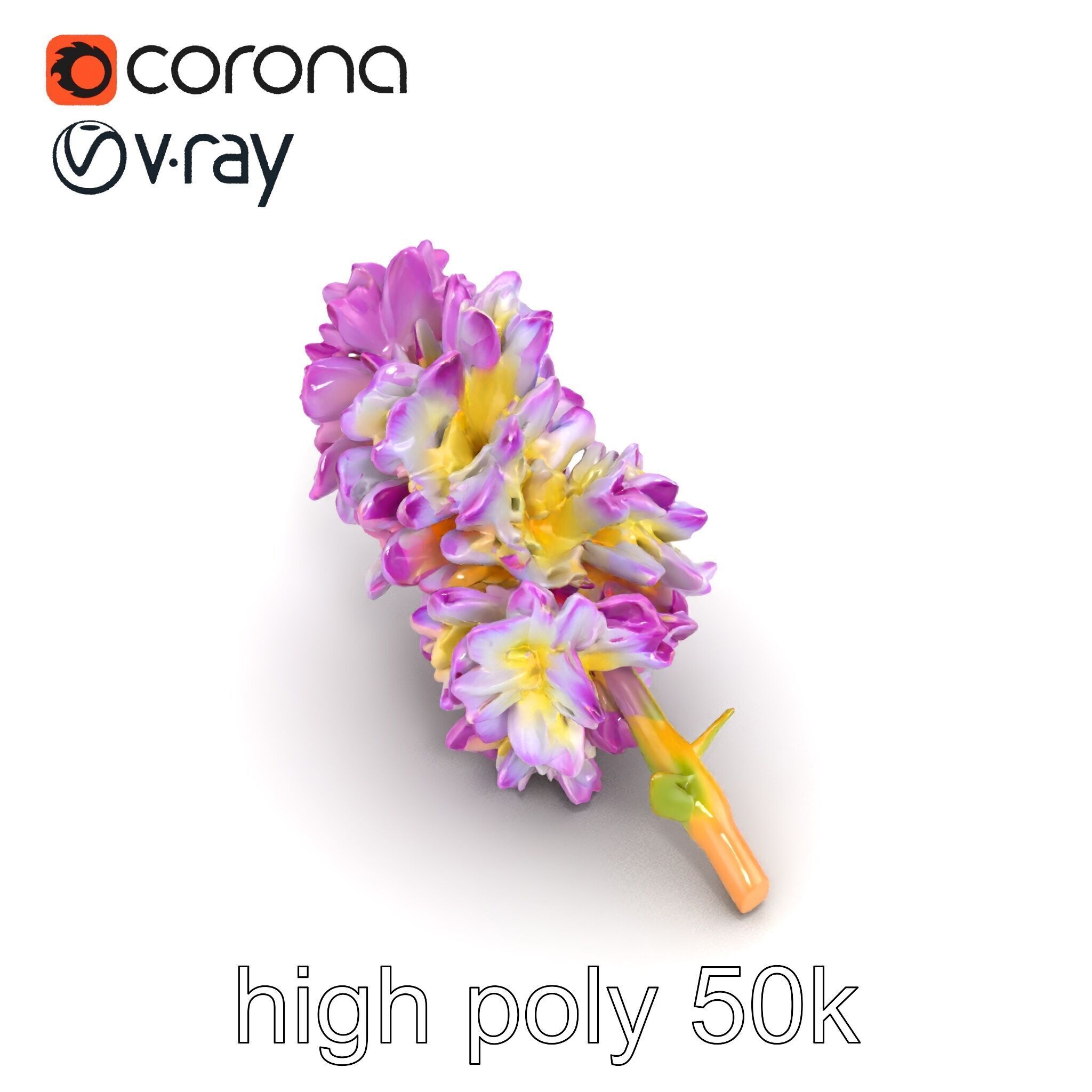 Bicolor Hyacinth Flower Gradient Petal model pack Low-poly 3D model_24