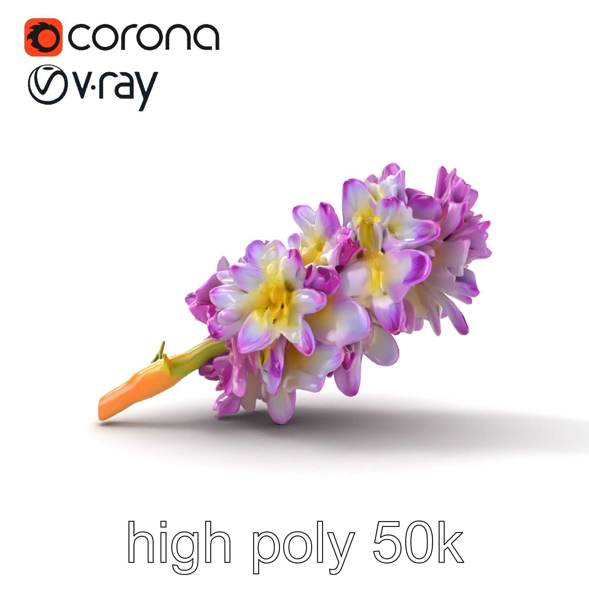 Bicolor Hyacinth Flower Gradient Petal model pack Low-poly 3D model_18