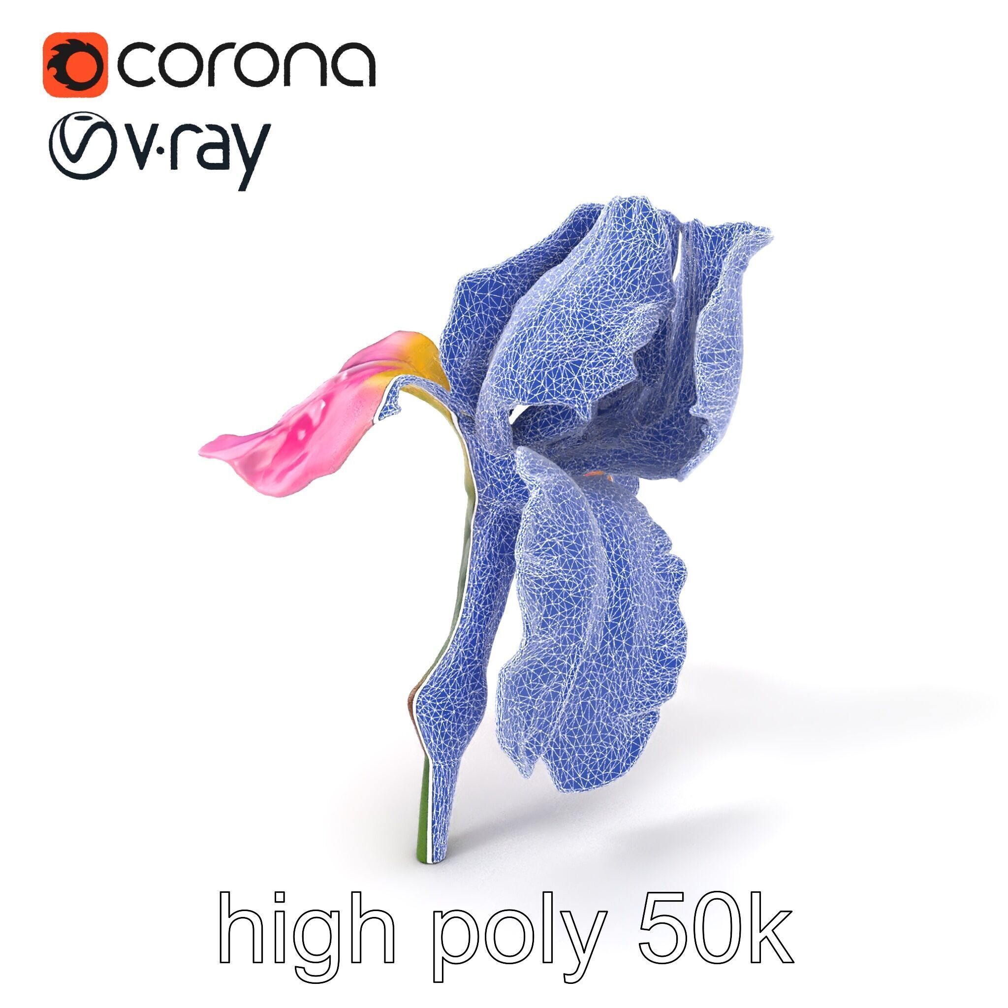 Pink Iris Flower Sculpture model pack Low-poly 3D model_1