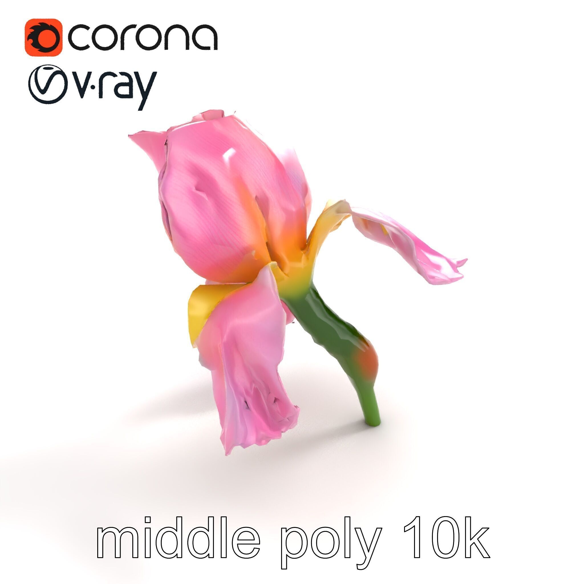 Pink Iris Flower Sculpture model pack Low-poly 3D model_7