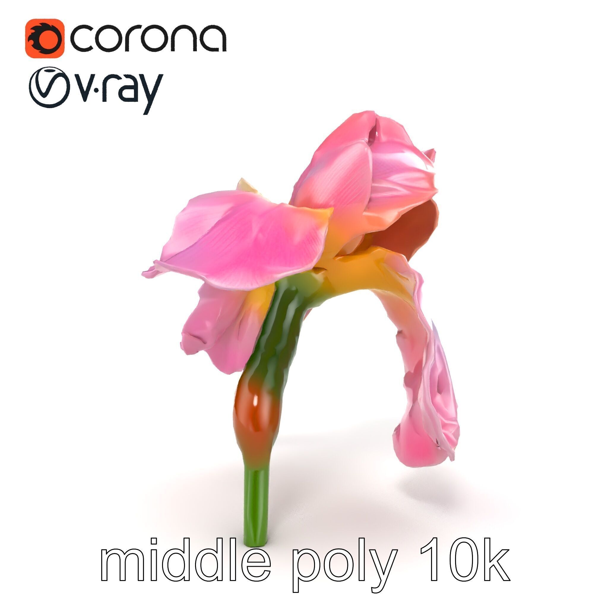 Pink Iris Flower Sculpture model pack Low-poly 3D model_24