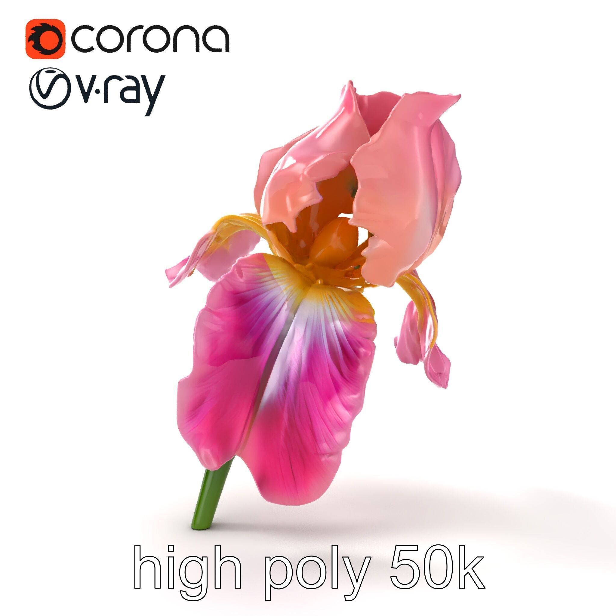 Pink Iris Flower Sculpture model pack Low-poly 3D model_22
