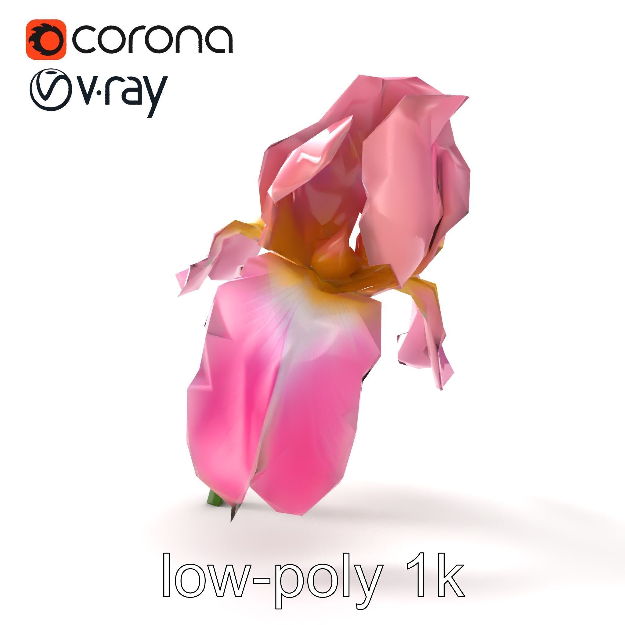 Pink Iris Flower Sculpture model pack Low-poly 3D model_21