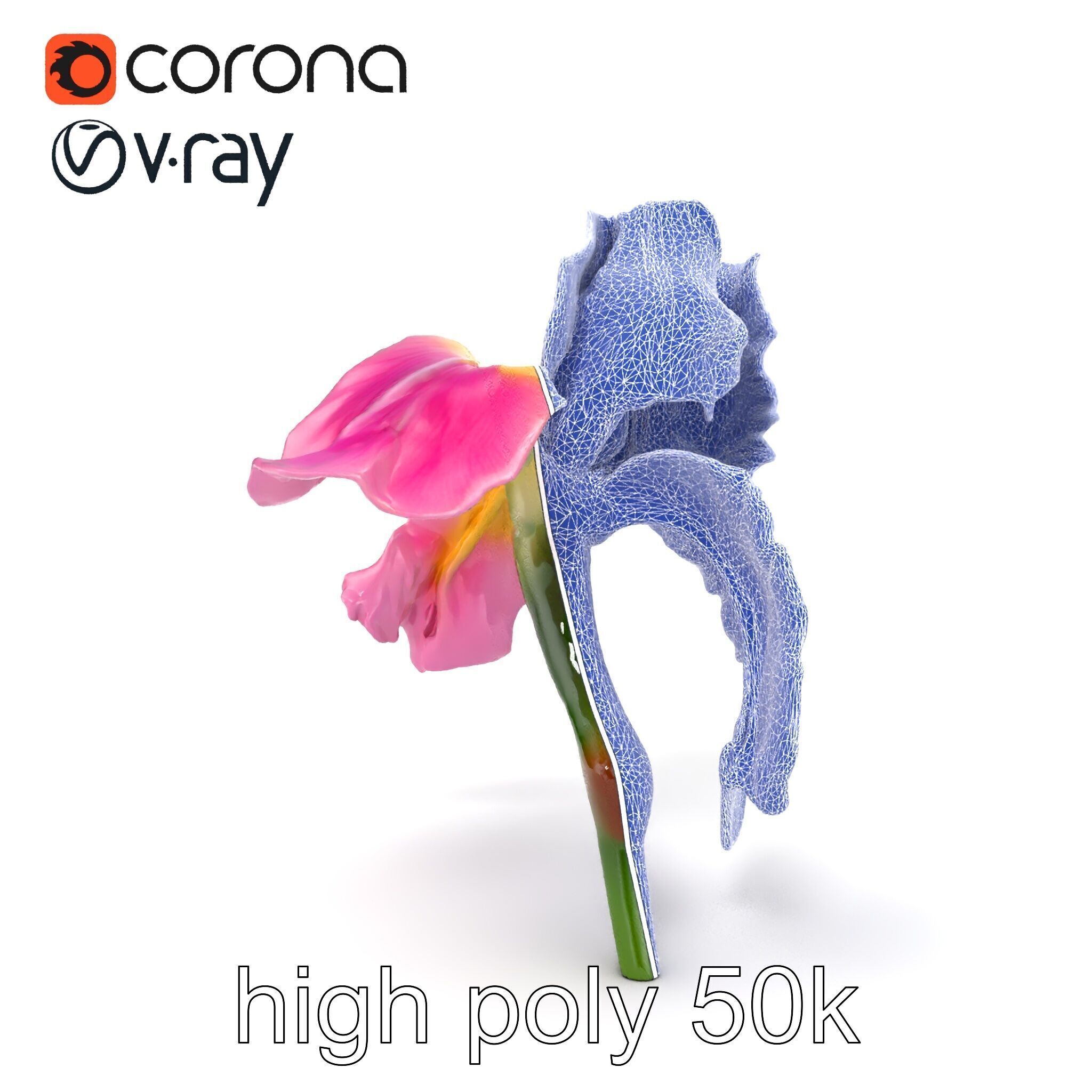 Pink Iris Flower Sculpture model pack Low-poly 3D model_19
