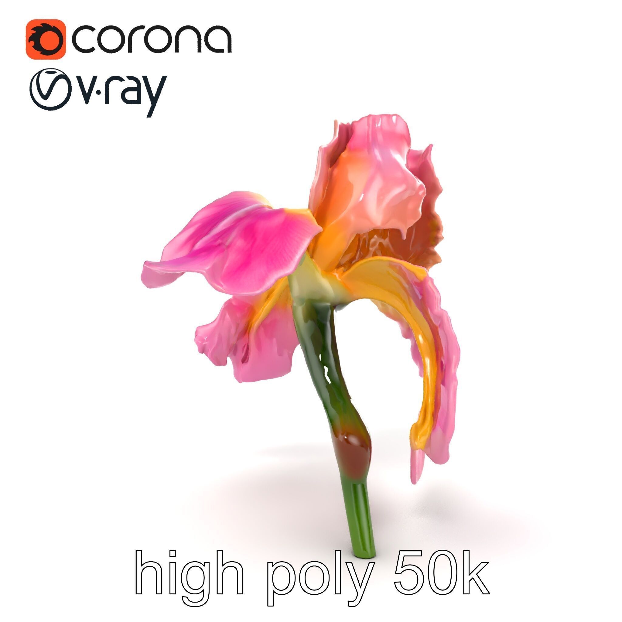 Pink Iris Flower Sculpture model pack Low-poly 3D model_14