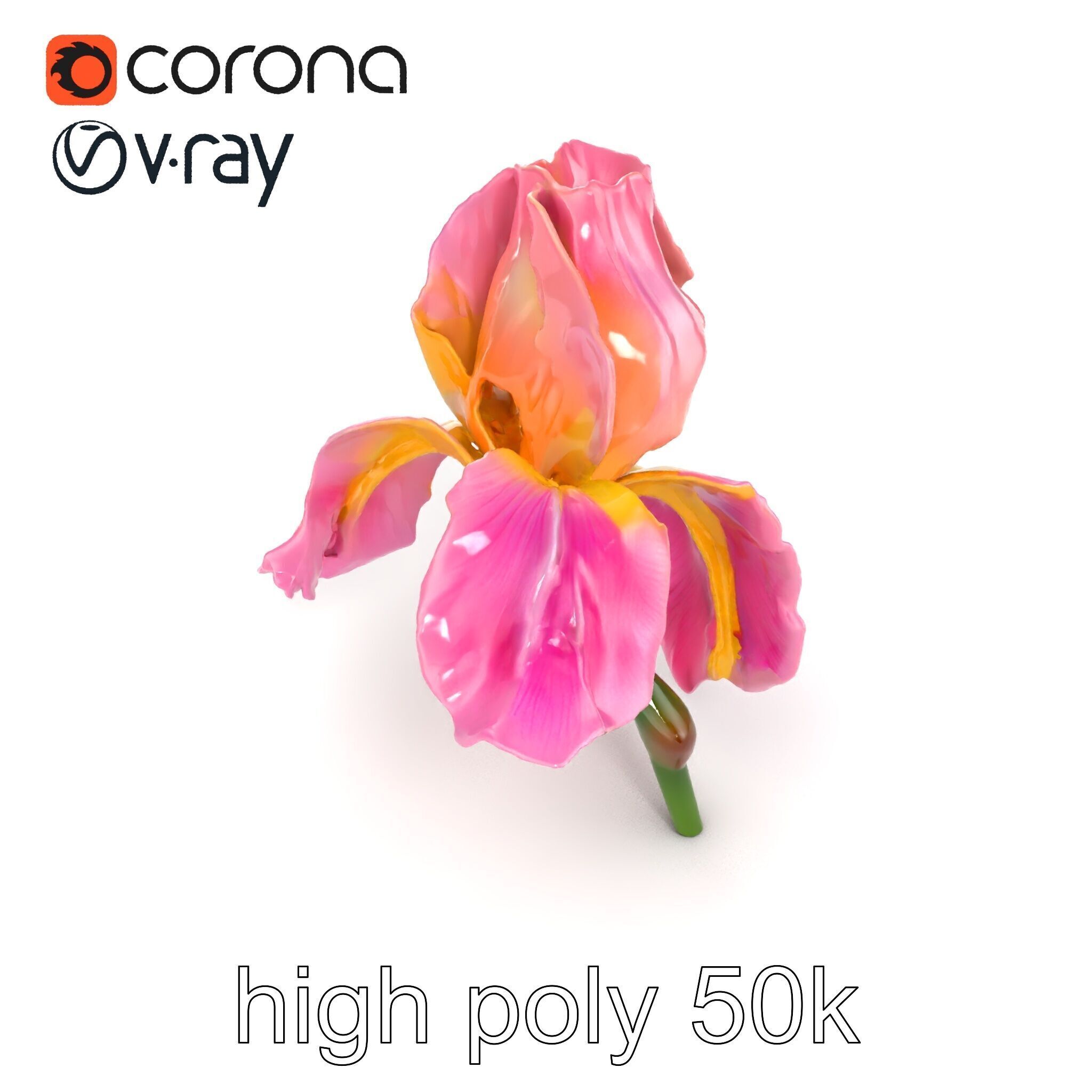 Pink Iris Flower Sculpture model pack Low-poly 3D model_12