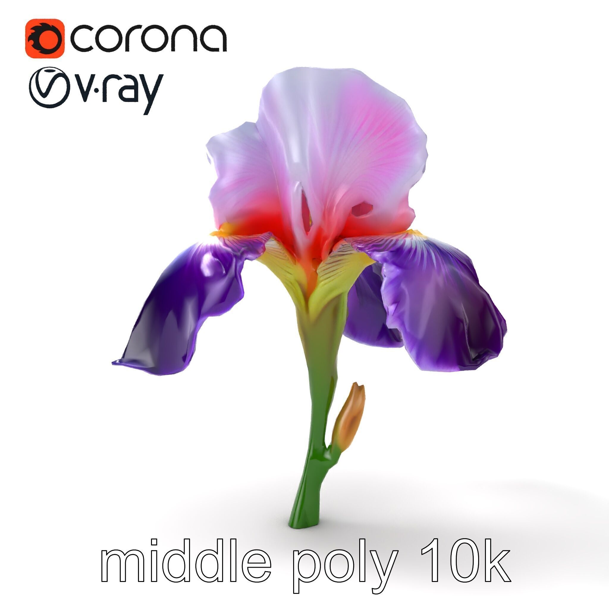 Double Iris Flower Layered Petals model pack Low-poly 3D model_24