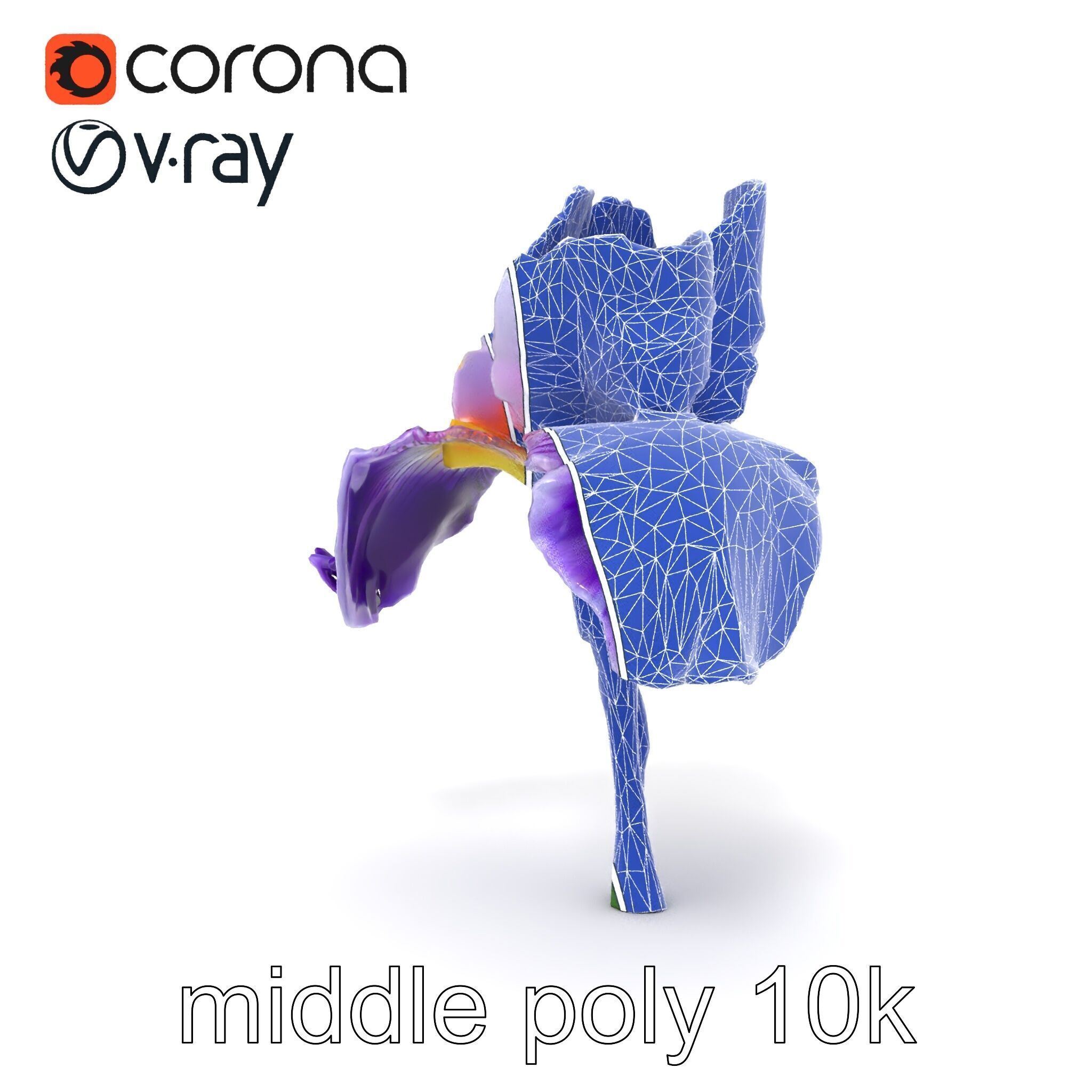 Double Iris Flower Layered Petals model pack Low-poly 3D model_18