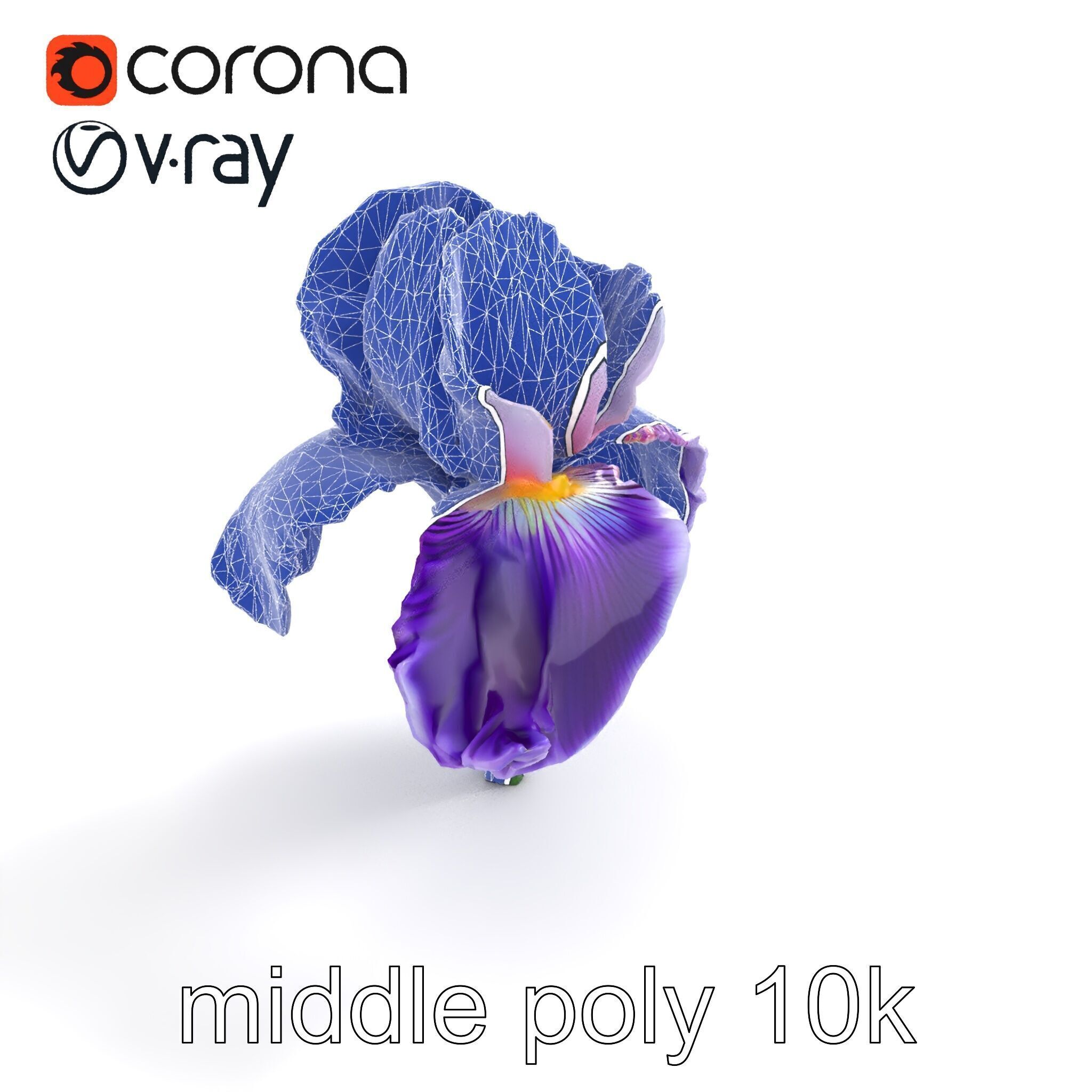 Double Iris Flower Layered Petals model pack Low-poly 3D model_19