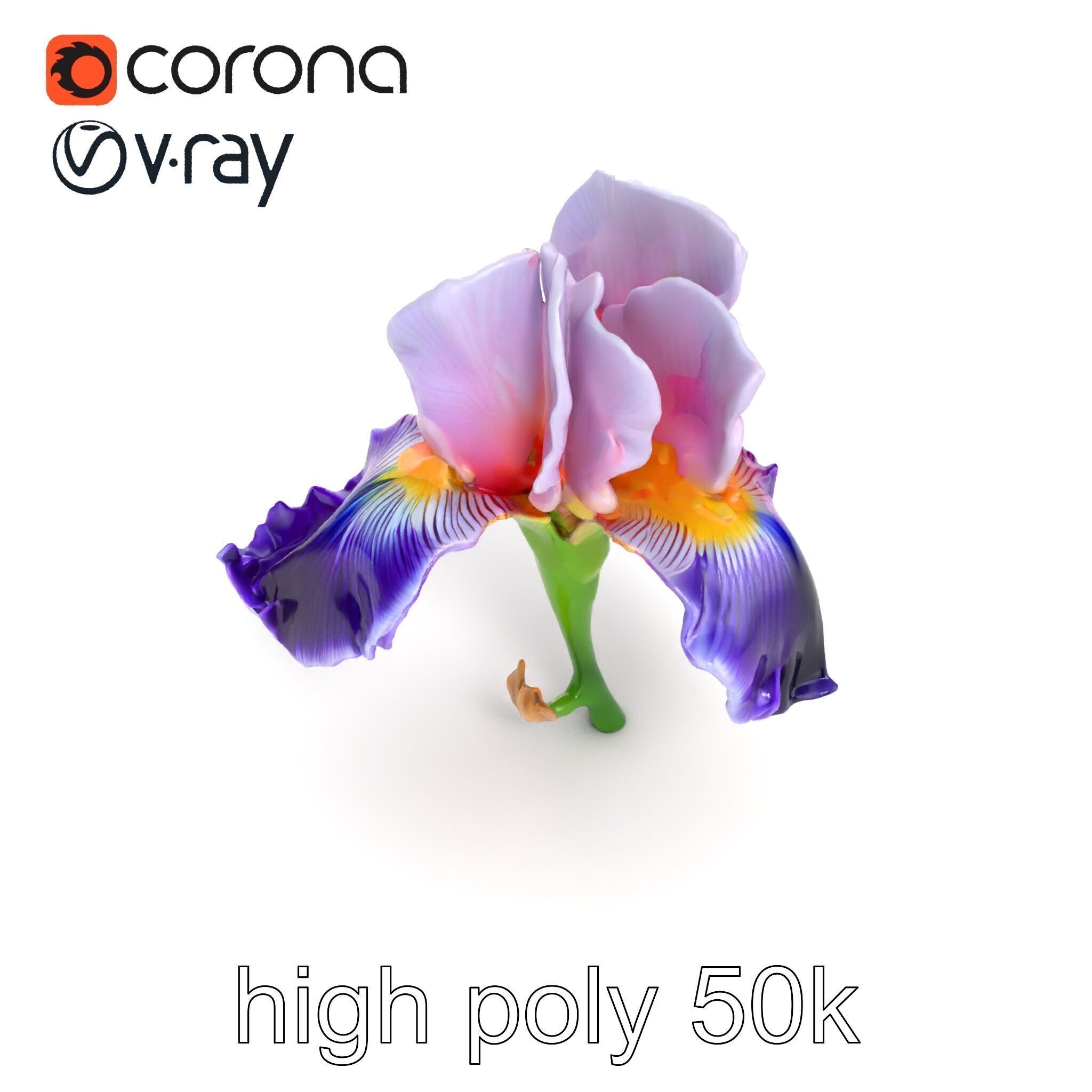 Double Iris Flower Layered Petals model pack Low-poly 3D model_25