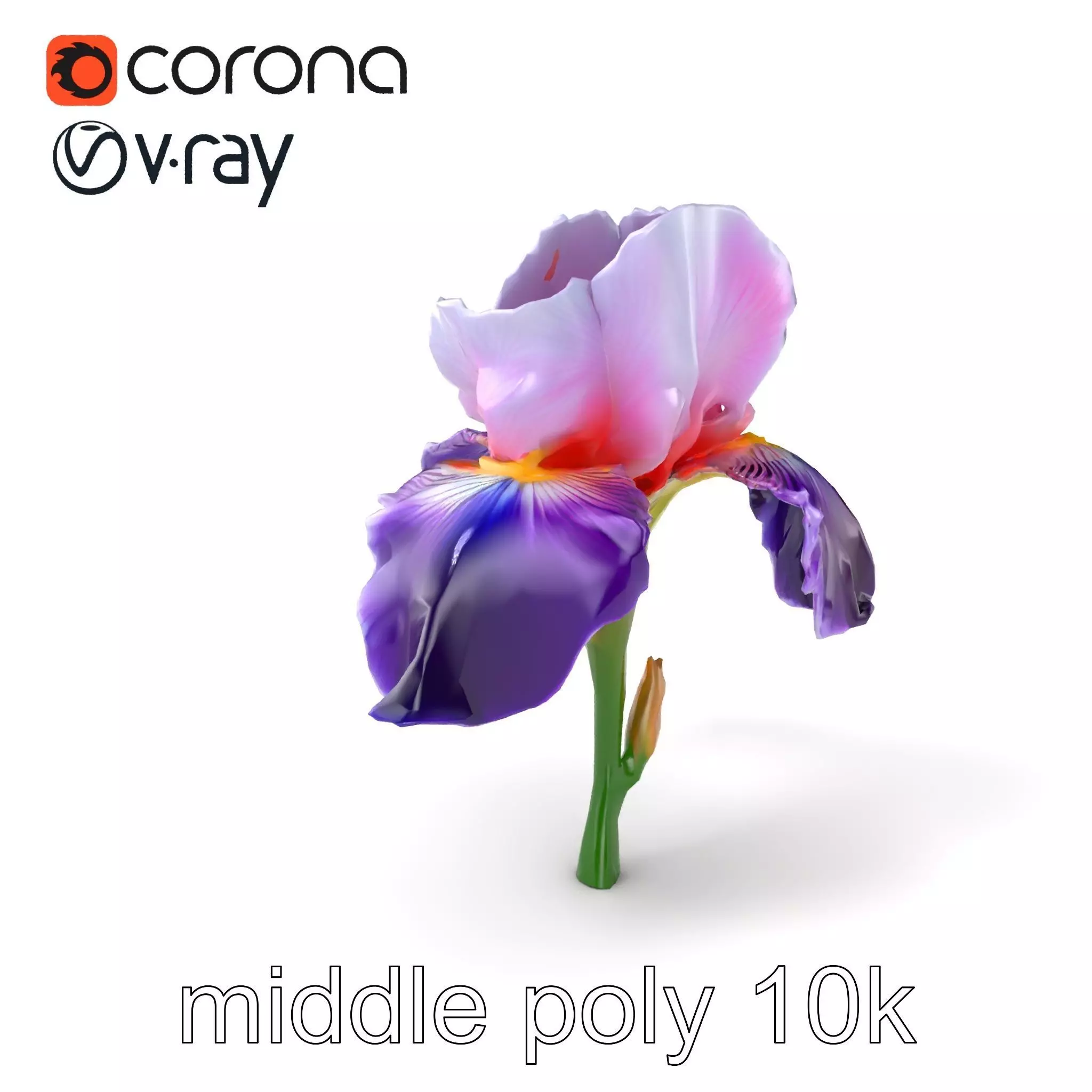 Double Iris Flower Layered Petals model pack Low-poly 3D model_0