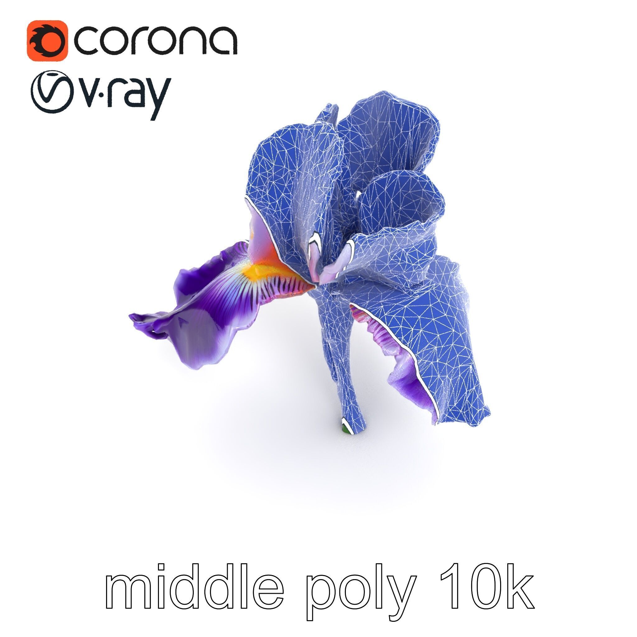 Double Iris Flower Layered Petals model pack Low-poly 3D model_17