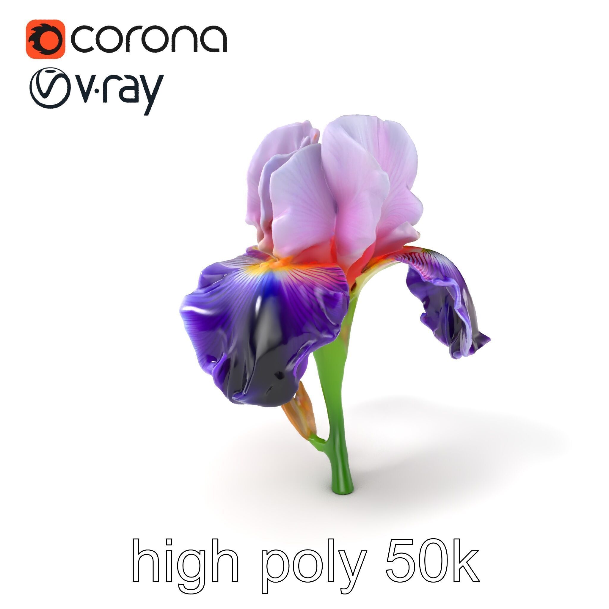 Double Iris Flower Layered Petals model pack Low-poly 3D model_2
