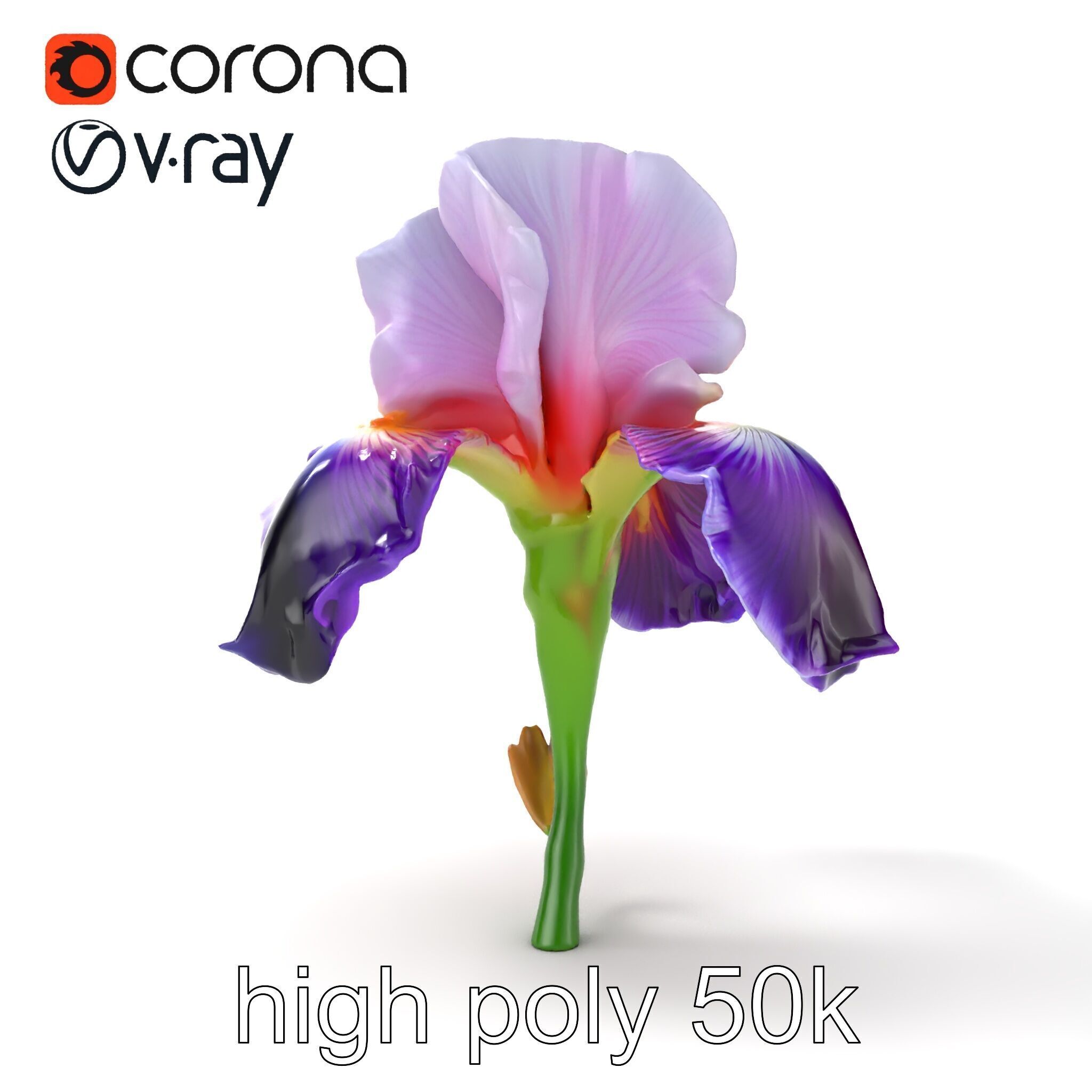 Double Iris Flower Layered Petals model pack Low-poly 3D model_26