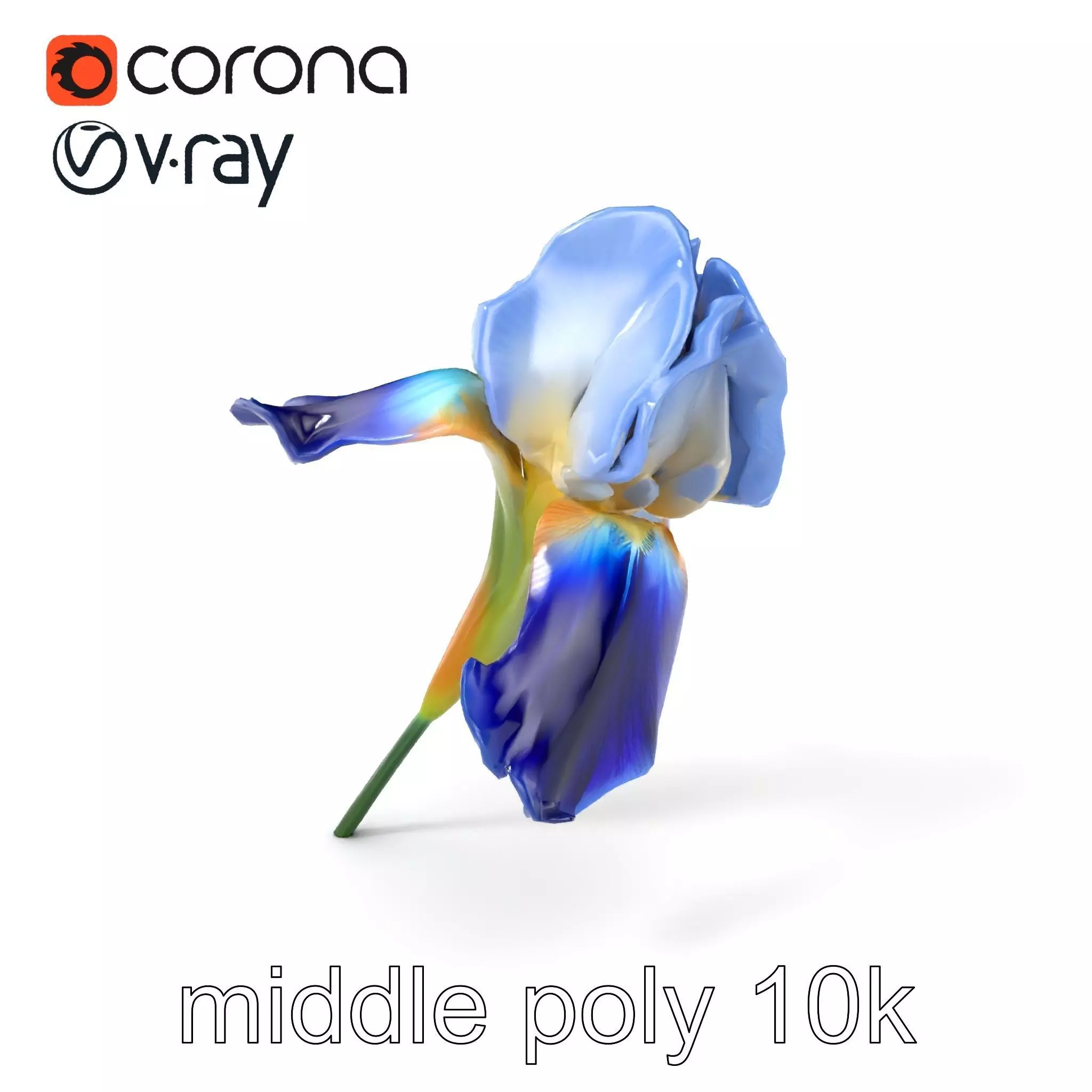 Bicolor Iris Flower Detailed Model Pack Low-poly 3D model_0
