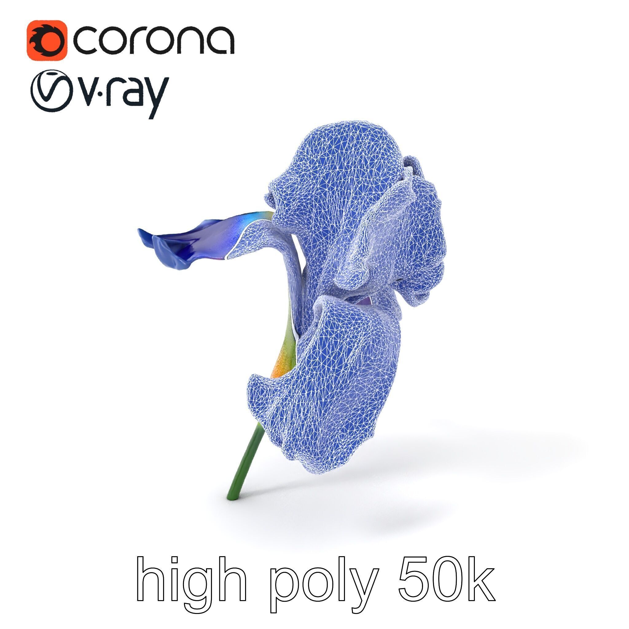 Bicolor Iris Flower Detailed Model Pack Low-poly 3D model_1