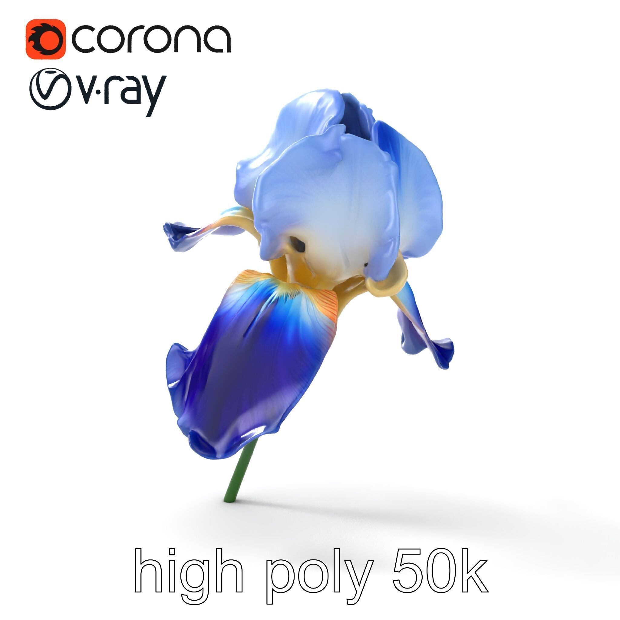 Bicolor Iris Flower Detailed Model Pack Low-poly 3D model_20