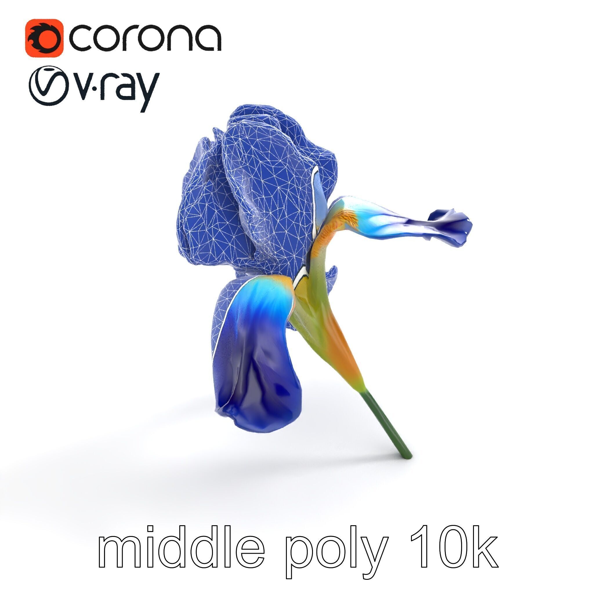 Bicolor Iris Flower Detailed Model Pack Low-poly 3D model_11