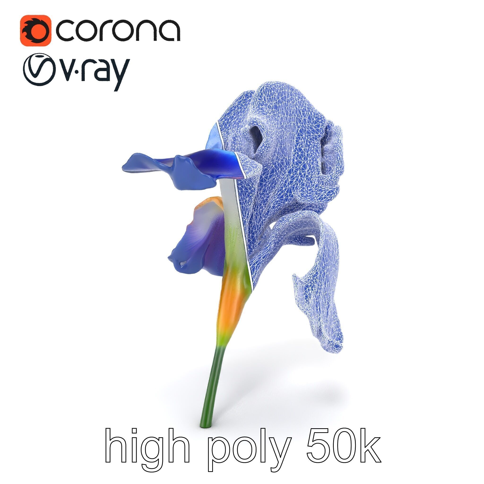 Bicolor Iris Flower Detailed Model Pack Low-poly 3D model_22